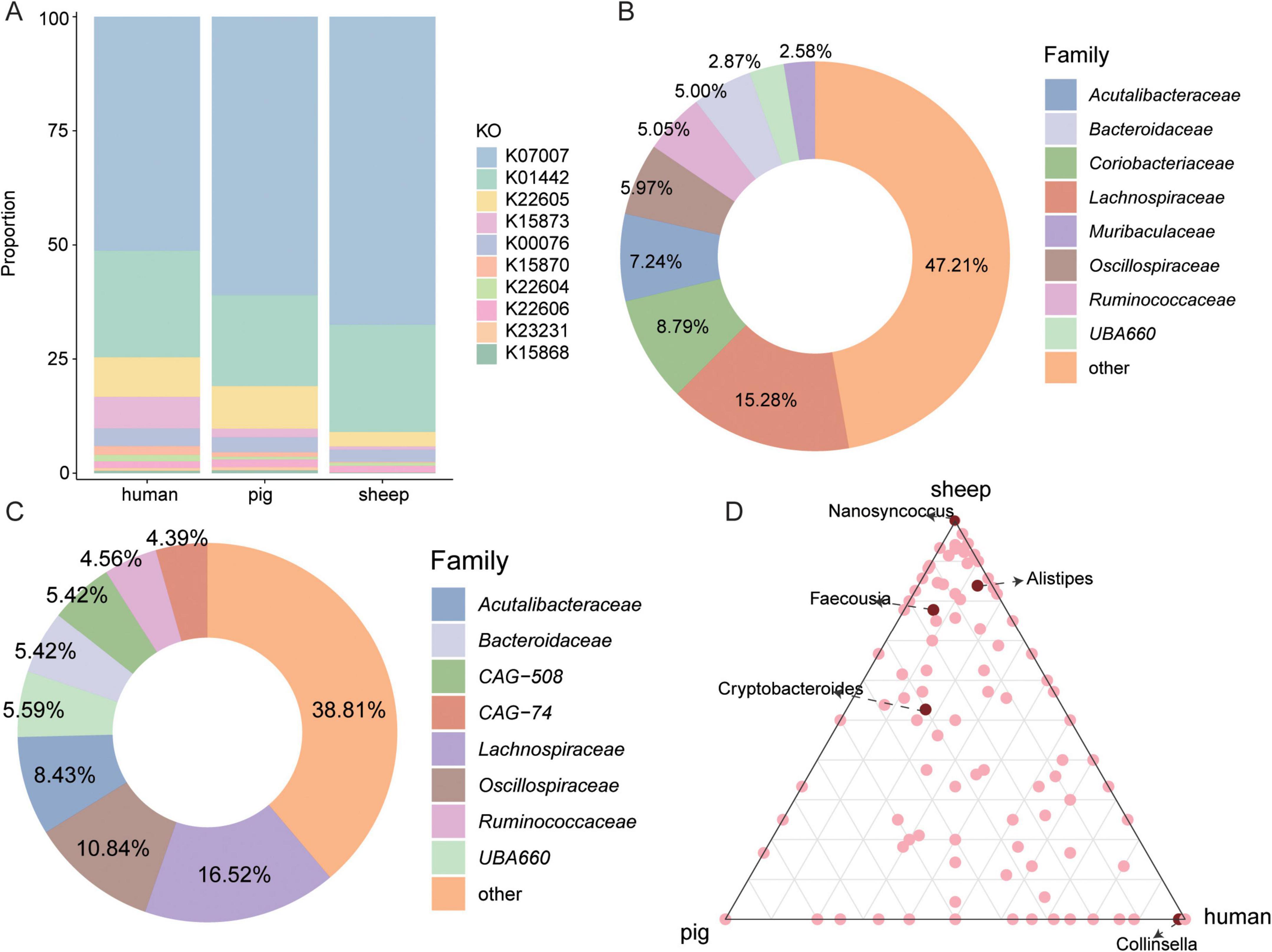 Panel A shows a stacked bar chart depicting the proportion of different KOs in humans, pigs, and sheep. Panel B presents a donut chart illustrating the percentage distribution of various bacterial families, with “other” comprising 47.21%. Panel C is another donut chart showing family distribution, with the highest proportion at 38.81% for “other.” Panel D is a ternary plot indicating the presence of specific bacteria like Nanosynococcus, Faecousia, and Alistipes across human, pig, and sheep samples.
