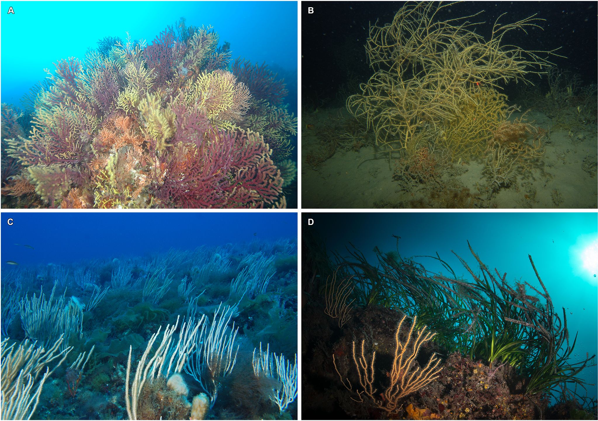 Four images of undersea environments featuring coral and marine plants. Top left: Gorgonians corals in red and yellow hues. Top right: Whispy, yellow corals on sandy ocean floor. Bottom left: Field of long, slender, gorgonians corals in a deep blue sea. Bottom right: Mixed marine plants with sunlight filtering from above.