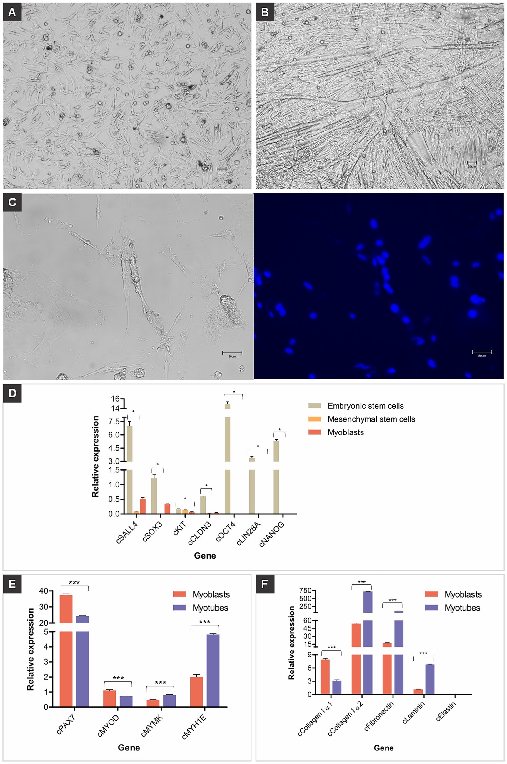 Panel A shows a microscopic image of scattered cells. Panel B displays aligned spindle-shaped cells. Panel C features cellular structures on the left and blue-stained nuclei on the right. Panel D presents a bar chart comparing gene expression levels in embryonic stem cells, mesenchymal stem cells, and myoblasts, with different genes marked. Panel E shows a bar chart of gene expression in myoblasts and myotubes, highlighting significant differences for each gene. Panel F provides a bar chart comparing expression of extracellular matrix genes between myoblasts and myotubes, indicating major variations.