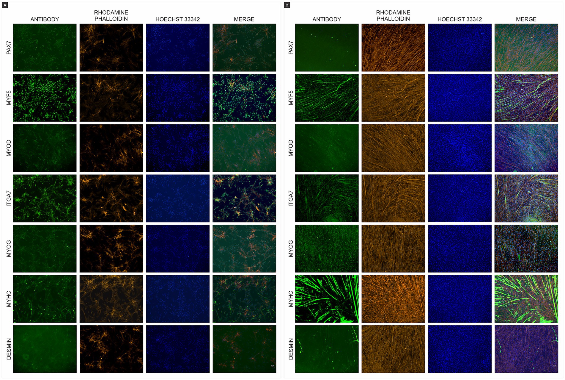 Fluorescence microscopy images showing staining of different proteins (PAX7, MYF5, MYOD, ITGA7, MYOG, MYHC, DESMIN) across two panels. Each panel displays four columns: antibody staining in green, rhodamine phalloidin staining in orange, Hoechst 33342 nuclear staining in blue, and a merged image. Panel A and Panel B each show distinct patterns of staining for each protein.