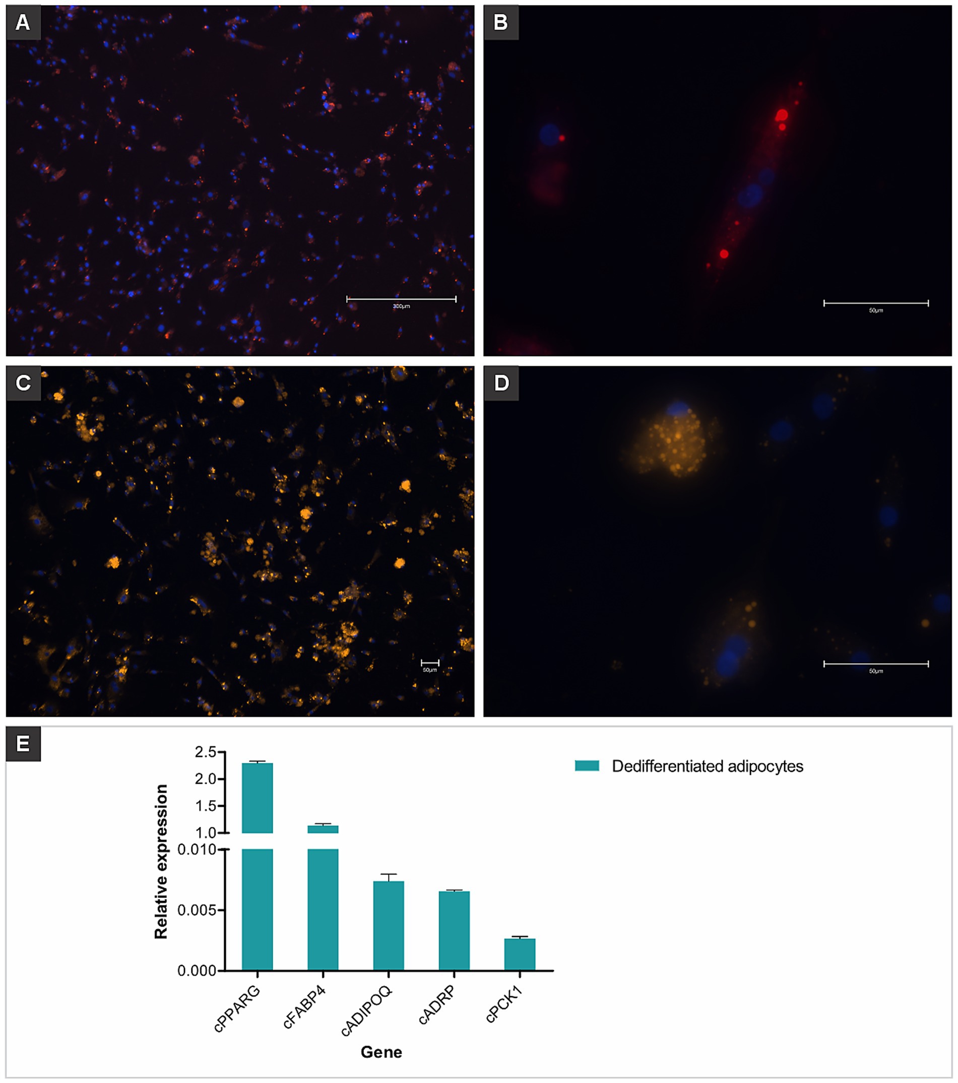 Microscopic images and a bar graph show biological data. Images A to D display stained cell samples with varying colors and magnifications, highlighting cellular structures. Image E features a bar graph representing relative gene expression levels in dedifferentiated adipocytes for genes PPARG, FABP4, ADIPOQ, ADRP, and PCK1.
