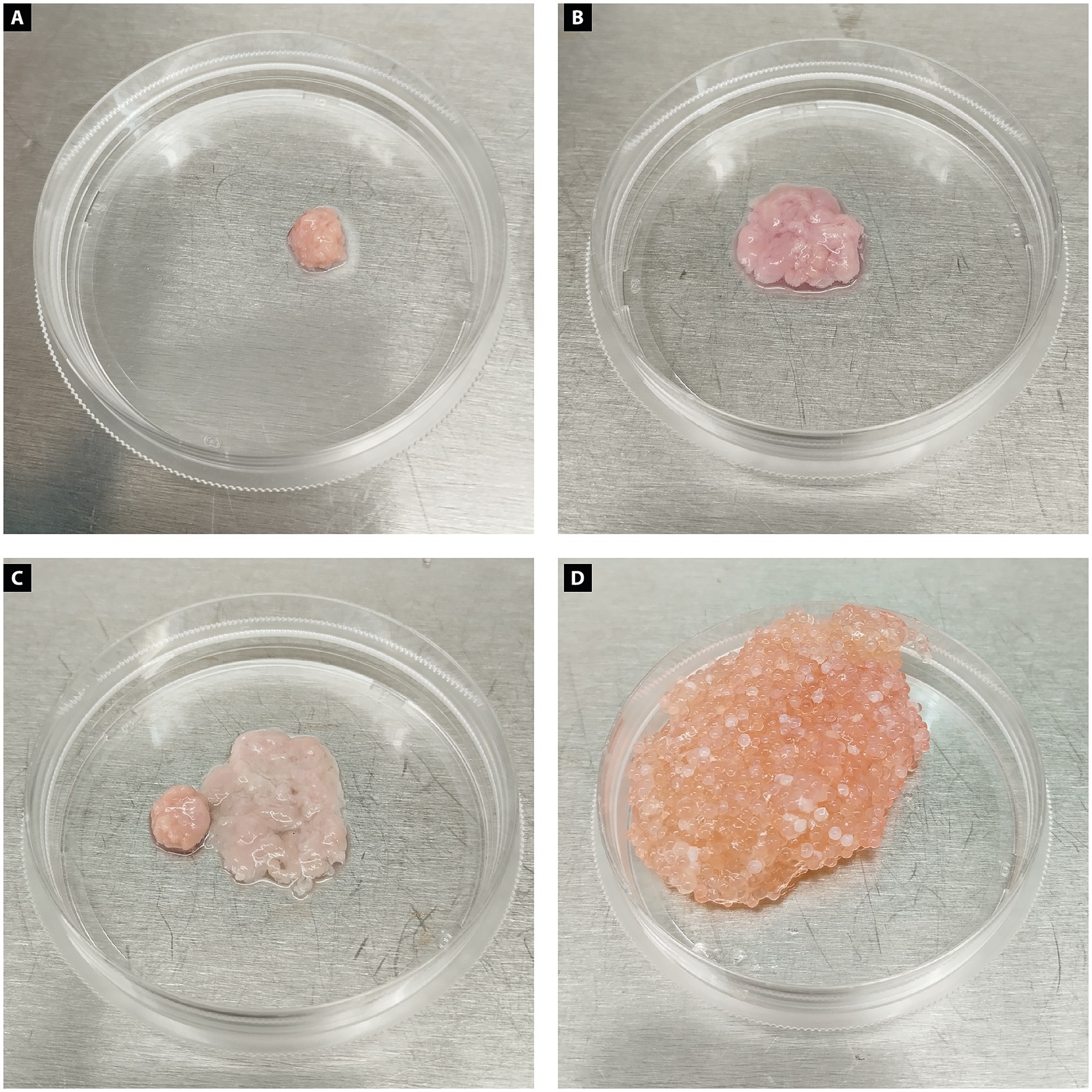 Four images labeled A to D show different samples in petri dishes. Image A displays a small, pinkish, rounded sample. Image B shows a larger, irregular pink sample with a glossy texture. Image C combines a small, rounded pink sample next to a larger, irregular one. Image D presents a large cluster of pink, bead-like particles filling the dish.