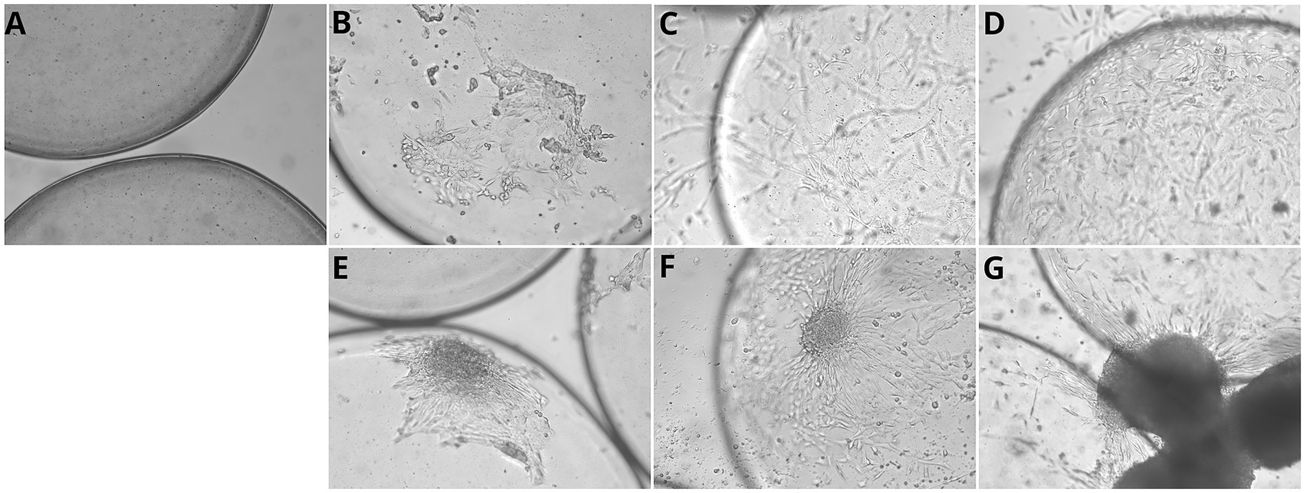 Microscopic images labeled A to G show various stages of cell development. Image A displays two blank circular fields. Image B through G depict different stages of cell growth, with increasing complexity and density of cell structures, featuring intricate clusters and patterns.