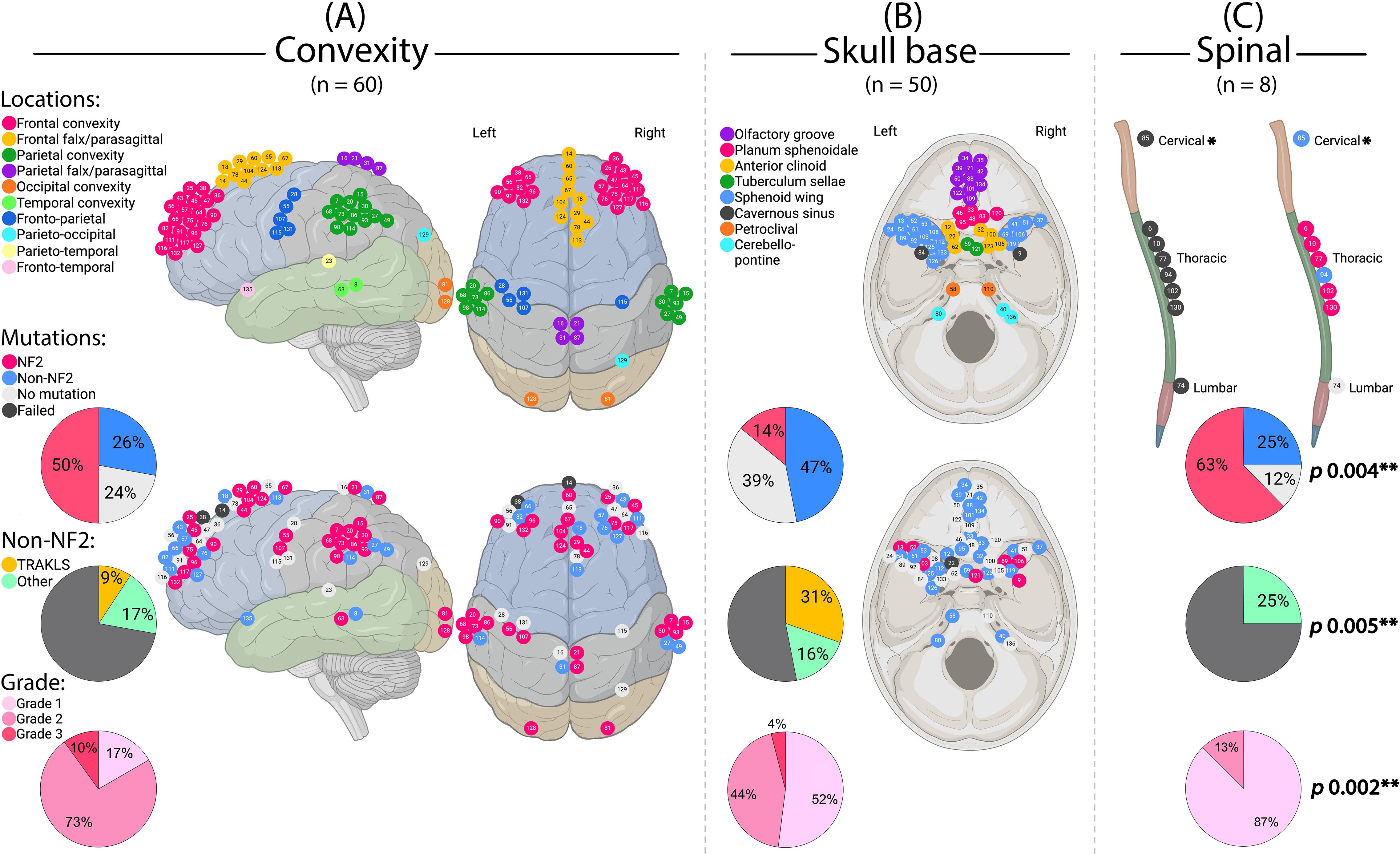 Diagram illustrating tumor locations in three panels: (A) Convexity, (B) Skull base, and (C) Spinal. Color-coded regions indicate specific tumor sites. Accompanying pie charts show mutation frequencies (NF2 vs. non-NF2) and tumor grade distribution across locations. Statistically significant p-values are noted.