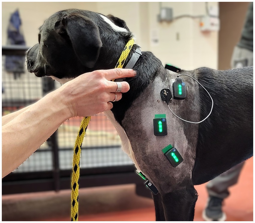 A dog is wearing electronic sensors on the neck and forelimb. The dog is restrained by a handler in preparation of performing exercises during data collection.