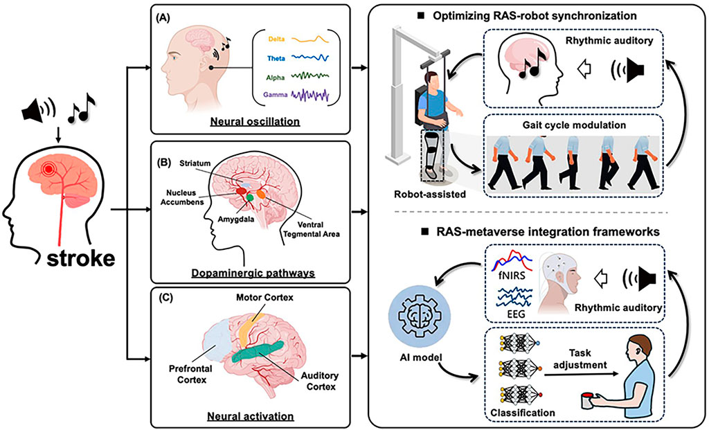 Diagram illustrating a stroke rehabilitation framework. Left side shows effects of music on neural processes, such as oscillation, dopaminergic pathways, and neural activation. Right side depicts integration of RAS with robotic and metaverse systems for gait cycle modulation and task adjustment using AI models, fNIRS, and EEG.