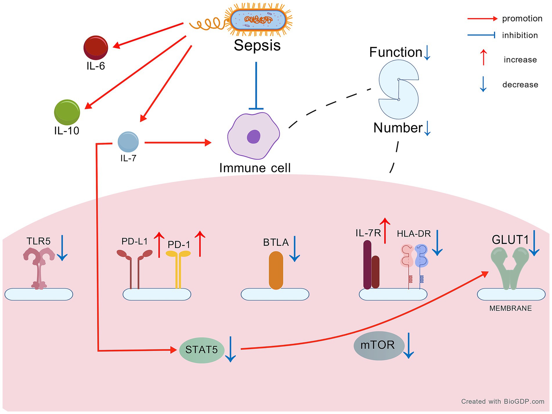 Diagram illustrating the impact of sepsis on immune cells. Sepsis leads to decreased immune cell function and number. IL-6 and IL-10 promote IL-7 production, which activates immune cells. Pathways show activation and inhibition: STAT5 and mTOR are inhibited, while PD-1, PD-L1, IL-7R, and GLUT1 are upregulated. TLR5, BTLA, and HLA-DR are downregulated. Arrows indicate promotion, inhibition, increase, and decrease.