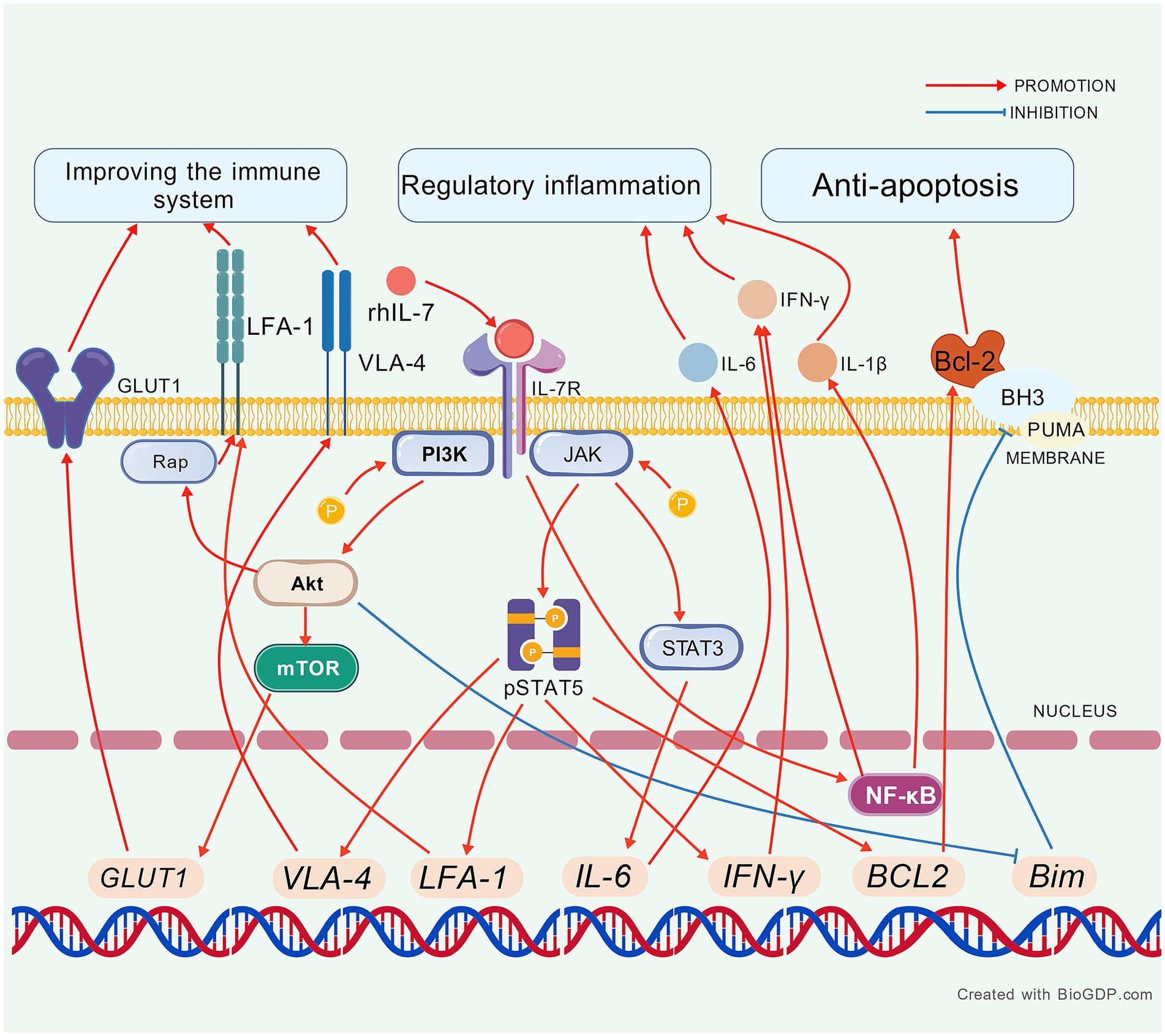 Diagram illustrating cellular pathways related to immune system improvement, regulatory inflammation, and anti-apoptosis. Key molecules like GLUT1, LFA-1, and Bcl-2 interact via pathways involving PI3K, JAK, and mTOR, showing promotion (red arrows) and inhibition (blue arrows) effects.