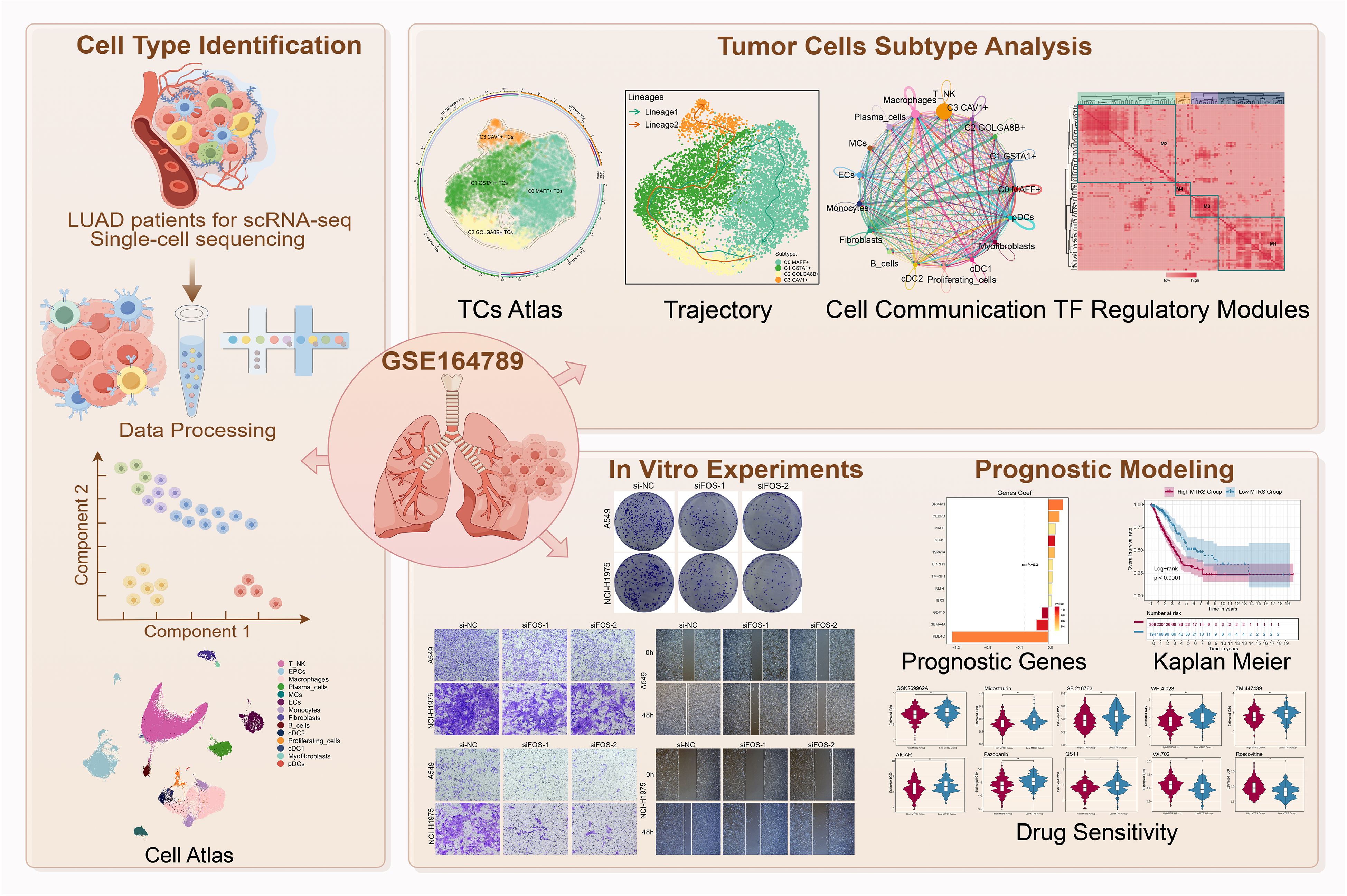Visual representation of a research process involving lung adenocarcinoma (LUAD) single-cell RNA sequencing. The infographic is divided into three main sections: Cell Type Identification, Tumor Cells Subtype Analysis, and In Vitro Experiments with Prognostic Modeling. Each section depicts detailed charts and illustrations, including a TCs Atlas, cell trajectories, regulatory modules, and visual data of experimental results, with emphasis on component analysis, data processing, and Kaplan-Meier plots related to prognostic genes and drug sensitivity.