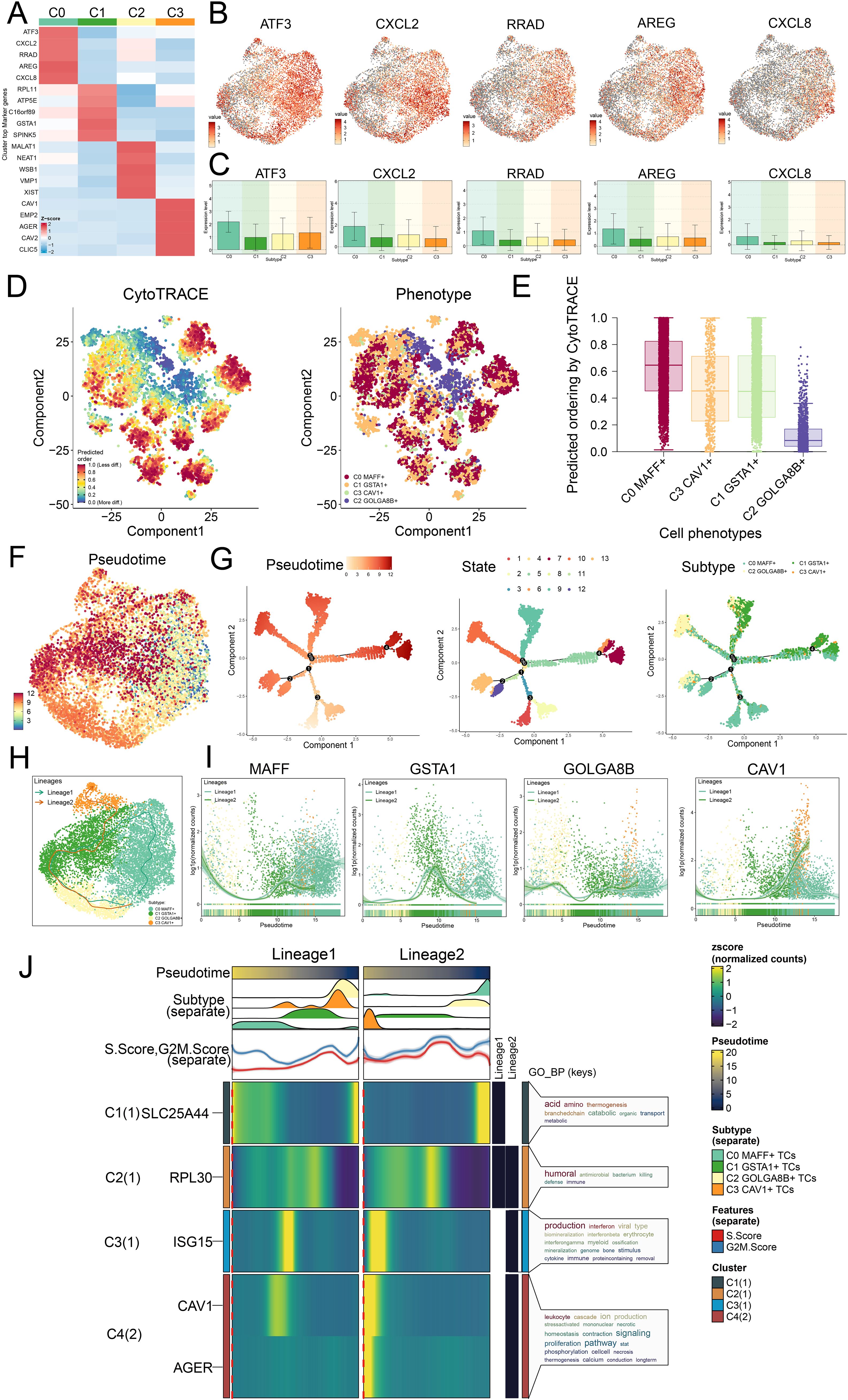 The image contains a series of visualizations related to gene expression and cell phenotypes. Panel A shows a heatmap of gene expression across different clusters. Panel B presents scatter plots of various genes, like ATF3 and CXCL2, with expression levels. Panel C includes bar graphs summarizing gene expression across samples. Panel D displays CytoTRACE and phenotype plots with components labeled. Panel E features box plots comparing cell phenotypes and predicted ordering by CytoTRACE. Panel F maps pseudotime distribution. Panel G illustrates pseudotime, state, and subtype scatter plots. Panel H identifies lineages, while Panel I provides scatter plots of expression over pseudotime for four genes. Panel J consists of heatmaps and line graphs depicting pseudotime, lineages, and subtypes with a legend for interpretation.