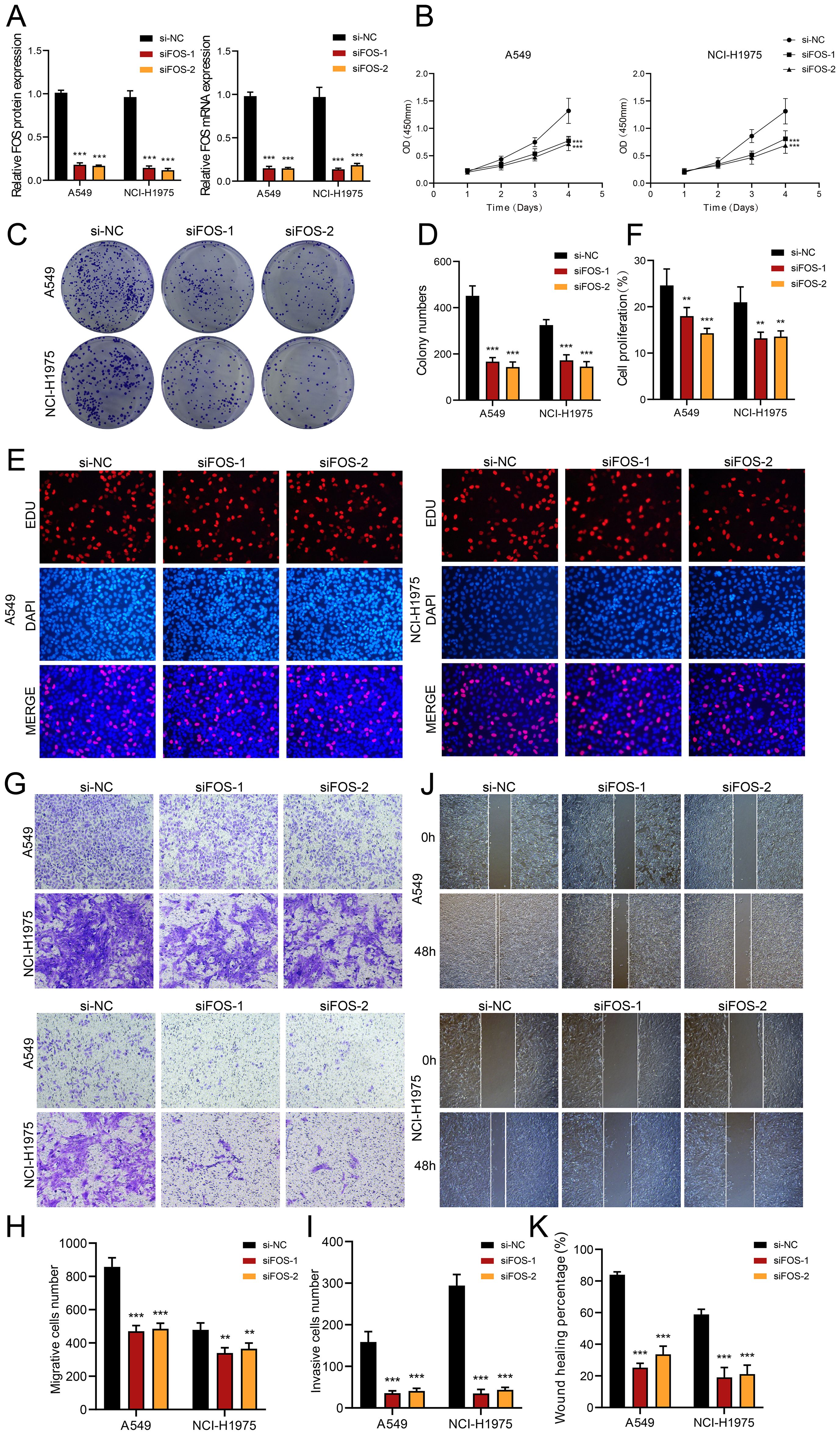 Composite image depicting various experiments and analyses related to siRNA treatments (si-NC, siFOS-1, siFOS-2) in A549 and NCI-H1975 cells. Panels include bar graphs (A, D, F, H, I, K) showing relative expression, colony numbers, cell proliferation, migration, invasion, and wound healing percentages. Line graphs (B) display OD measurements over time. Circular colony assays (C) visualize colony formation. Fluorescent images (E) show EDU and DAPI staining. Microscopy images (G, J) illustrate cell migration, invasion, and wound healing over 48 hours. Statistical significance is indicated with asterisks on graphs.