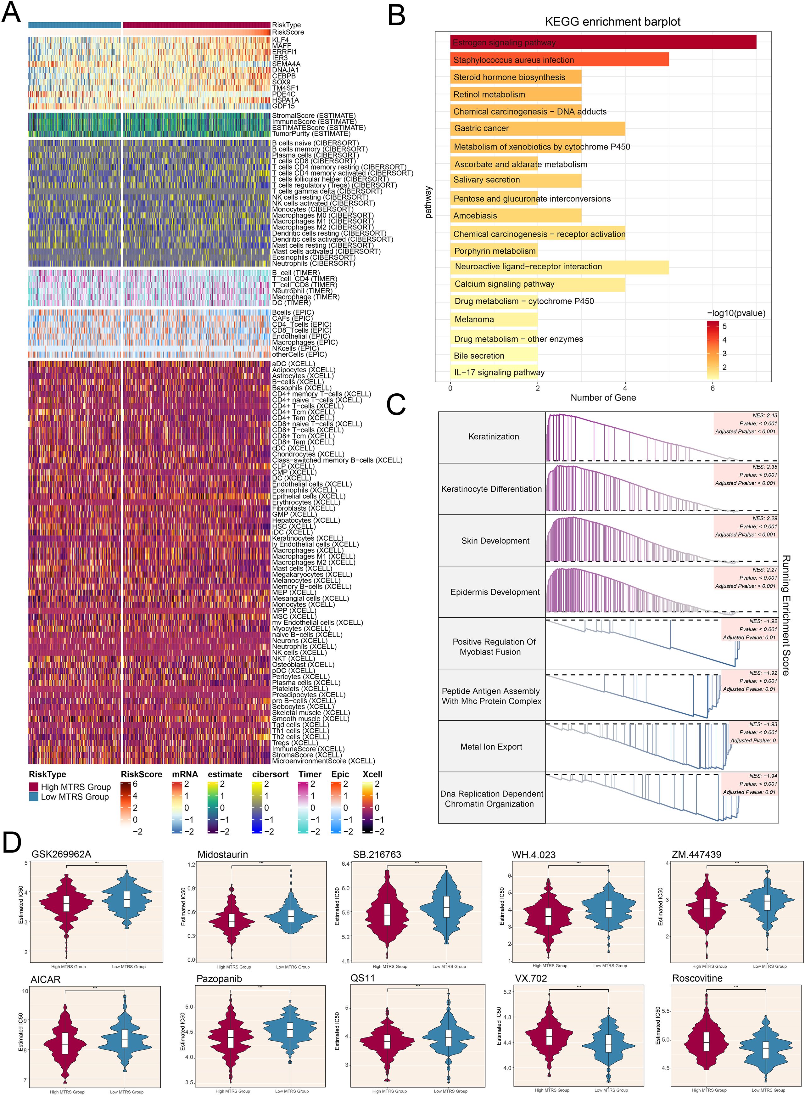 Heatmaps and bar plots depict gene expression and pathway analysis. A shows cell type enrichment scores. B is a KEGG enrichment bar plot highlighting significant pathways. C includes GSEA plots for selected biological processes. D displays violin plots of drug sensitivity data for different risk groups.