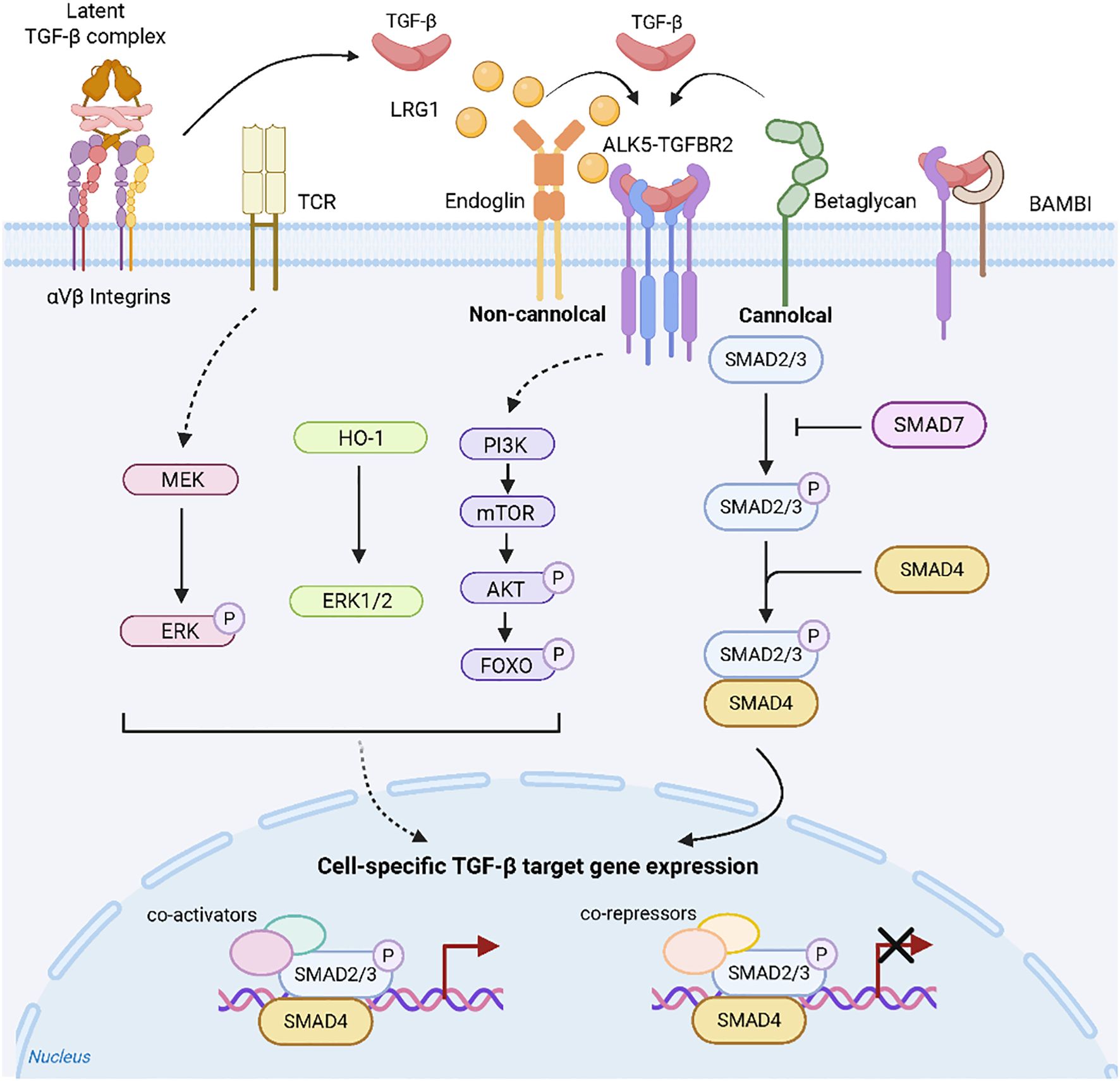 Diagram depicting TGF-beta signaling pathways. Shows latent TGF-beta complex interacting with receptors like TCR, ALK5-TGFBR2, and endoglin. Illustrates canonical pathway with SMAD proteins, and non-canonical pathways involving MEK/ERK and PI3K/AKT. The pathways lead to cell-specific TGF-beta target gene expression facilitated by co-activators and co-repressors.