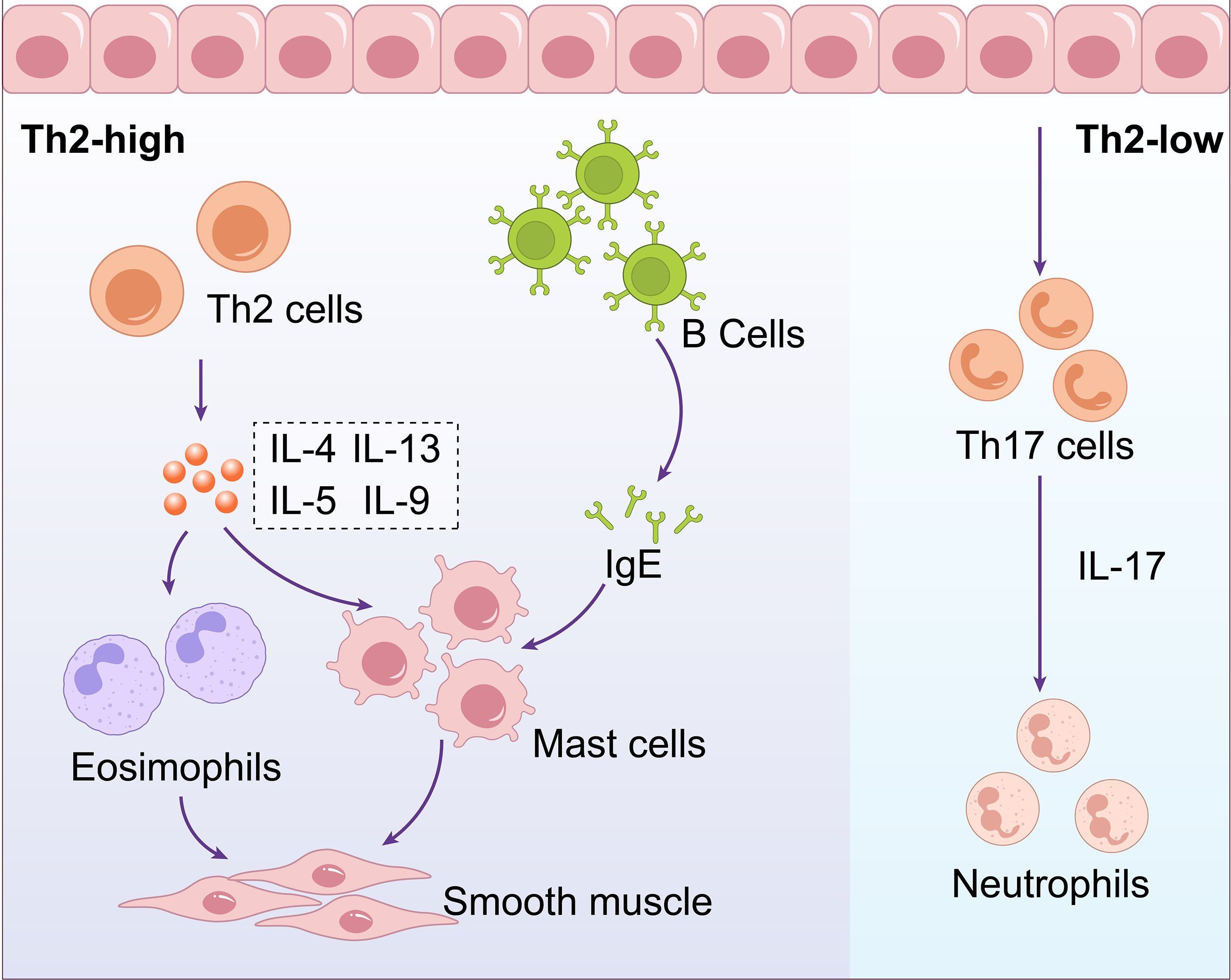 Diagram comparing Th2-high and Th2-low immune responses. Th2-high involves Th2 cells producing IL-4, IL-5, IL-9, and IL-13, affecting B cells, eosinophils, mast cells, and smooth muscle. Th2-low involves Th17 cells producing IL-17, influencing neutrophils.
