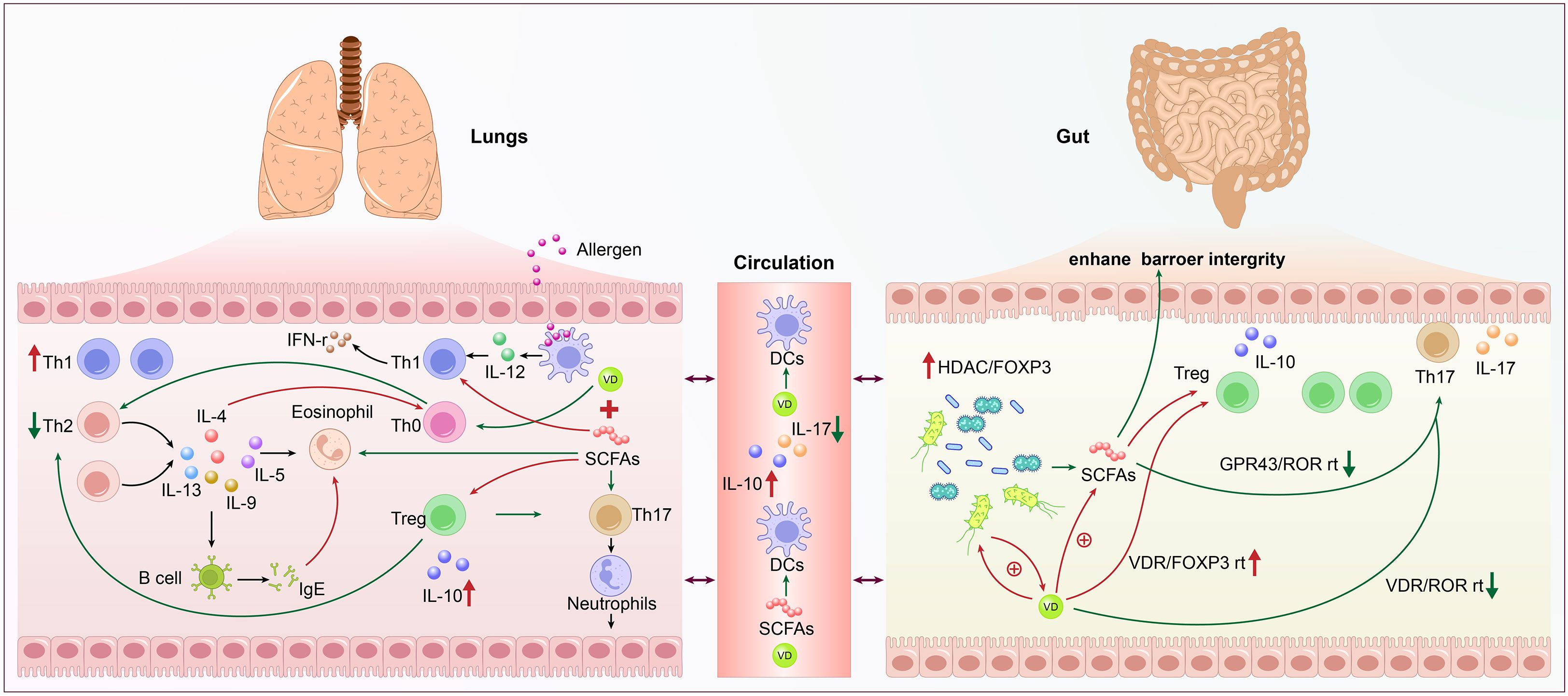 Diagram illustrating the immune interactions between the lungs and gut. The left side shows lung activity with allergens and various immune cells like Th1, Th2, Treg, eosinophils, and B cells interacting through cytokines such as IL-4, IL-5, IL-10, and IL-12. Th1 is increased, and Th2 is decreased. The right side details gut microbiome influence with Treg, Th17, and bacterial short-chain fatty acids (SCFAs) enhancing barrier integrity via pathways like VDR/FOXP3 and GPR43/ROR. Circulation links both systems with dendritic cells (DCs) influenced by SCFAs and Vitamin D. Components involve complex immune pathways and signaling molecules.