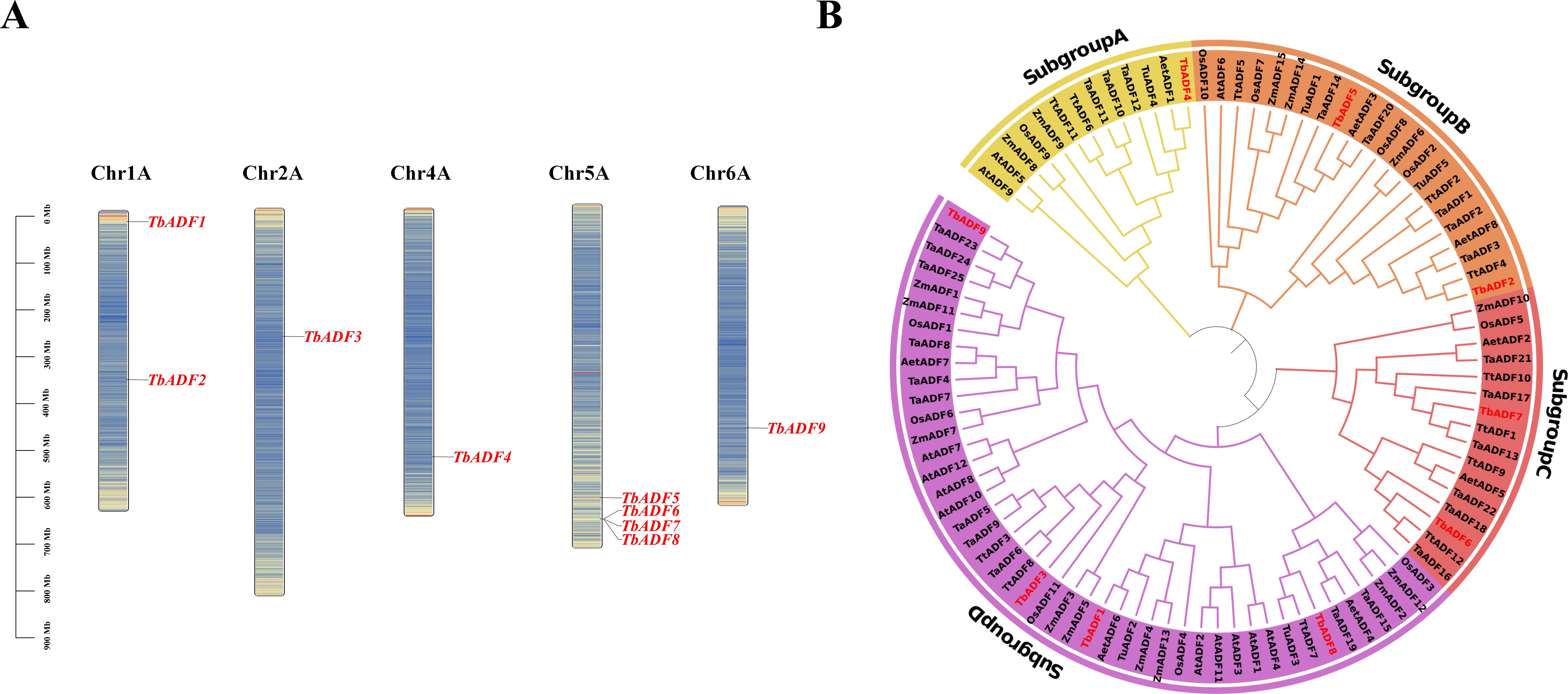 Panel A shows a schematic representation of chromosomes Chr1A, Chr2A, Chr4A, Chr5A, and Chr6A with highlighted regions marking TbADF genes in red. Panel B is a circular phylogenetic tree categorizing various ADF genes into three subgroups, A, B, and C, with TbADF genes labeled in red.