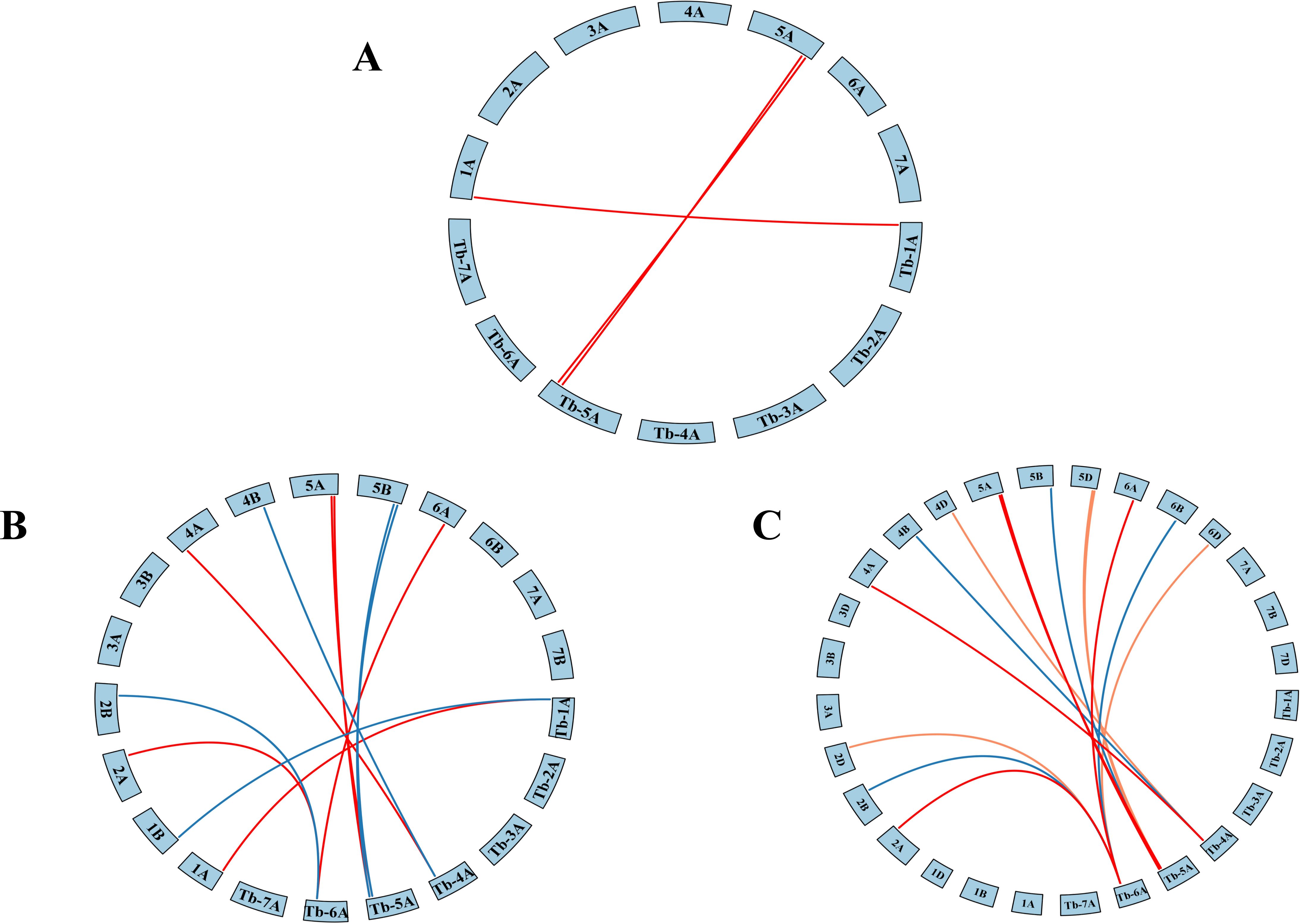 Circular diagrams labeled A, B, and C, each with labeled segments connected by red and blue lines. Diagram A has fewer connections, while B and C show more complex connections with additional segments.