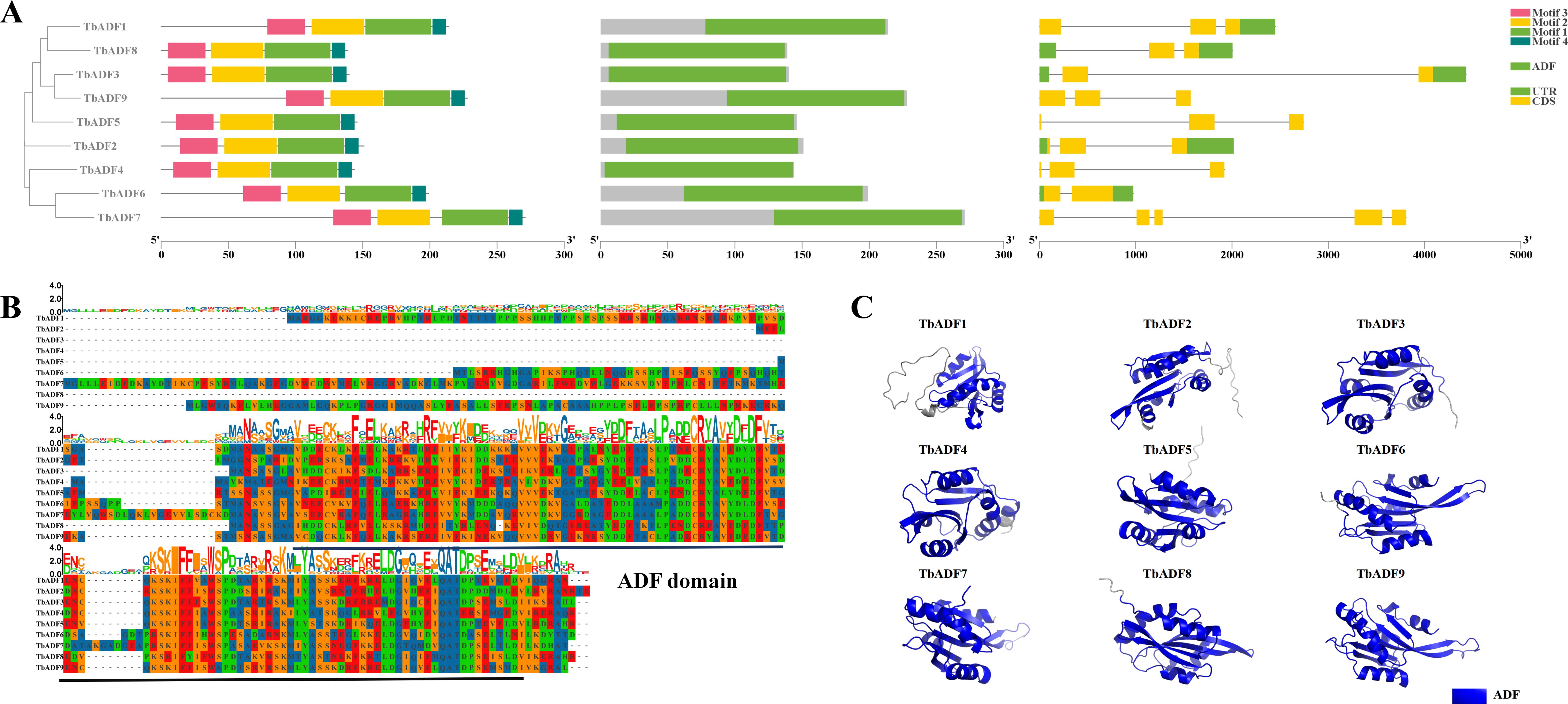 Diagram showing three panels related to TbADF proteins. Panel A: Gene structure analysis with motifs and domains color-coded. Panel B: Multiple sequence alignment of amino acid sequences, highlighting conserved regions and the ADF domain. Panel C: Predicted 3D structures of TbADF proteins, displayed as blue ribbon models.