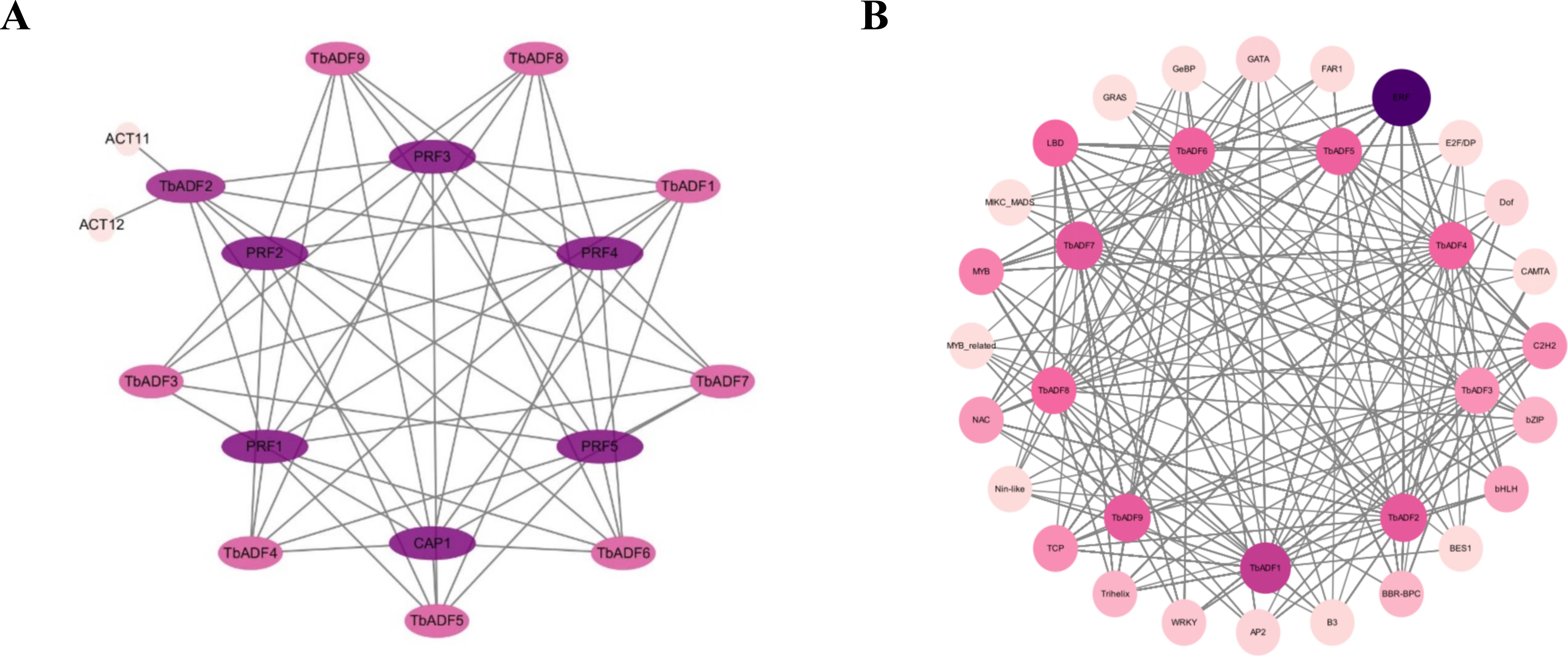 Diagram A shows a network of interconnected nodes labeled with names like PRF3, TbADF9, and ACT12, using colors to denote relationships. Diagram B features a similar complex network of nodes, including labels like LBD, TbADF7, and ERF, connected by numerous lines. Both diagrams illustrate intricate systems with multiple connections among nodes.
