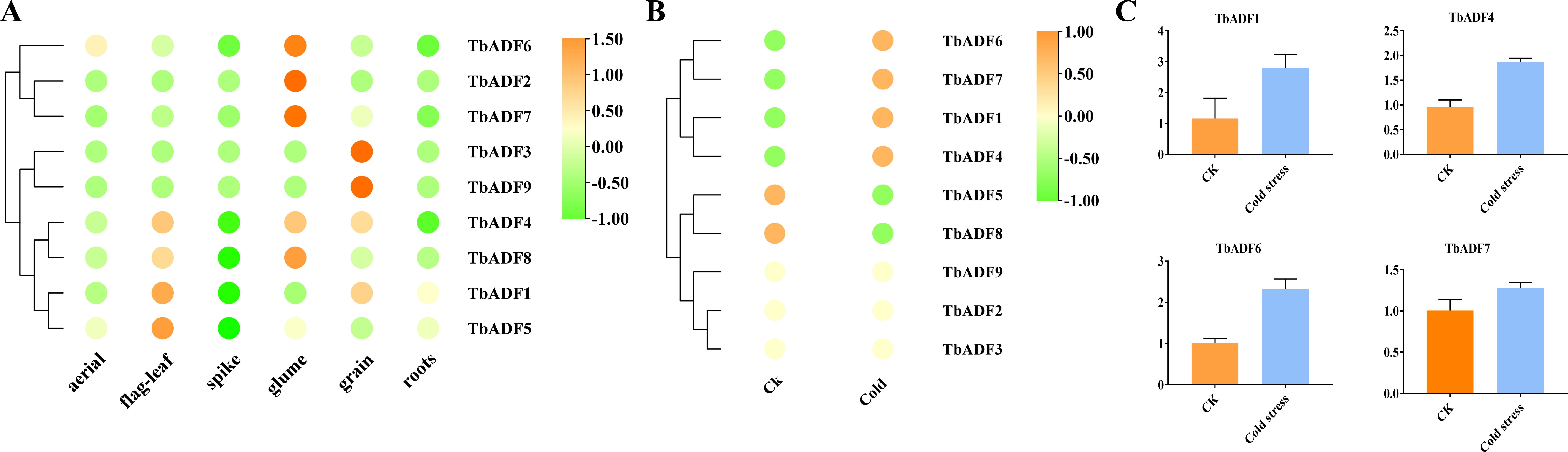 Diagram with three panels: A) Clustered heatmap showing expression of TbADF genes across various plant tissues with a color gradient from green to orange. B) Another heatmap depicting TbADF gene expression under control and cold stress conditions. C) Bar charts comparing TbADF gene expression between CK and cold stress groups, with blue indicating cold stress and orange as control.