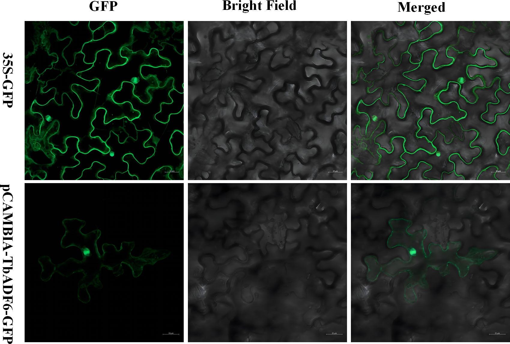 Two sets of images show plant cells with green fluorescent protein (GFP) labeling. The top set, labeled “35S-GFP,” includes a bright GFP image, a bright field image, and a merged image showing strong green fluorescence in cell outlines. The bottom set, labeled “pCAMBIA-TbADF6-GFP,” shows weaker GFP expression in the GFP and merged images, with a similar bright field view.