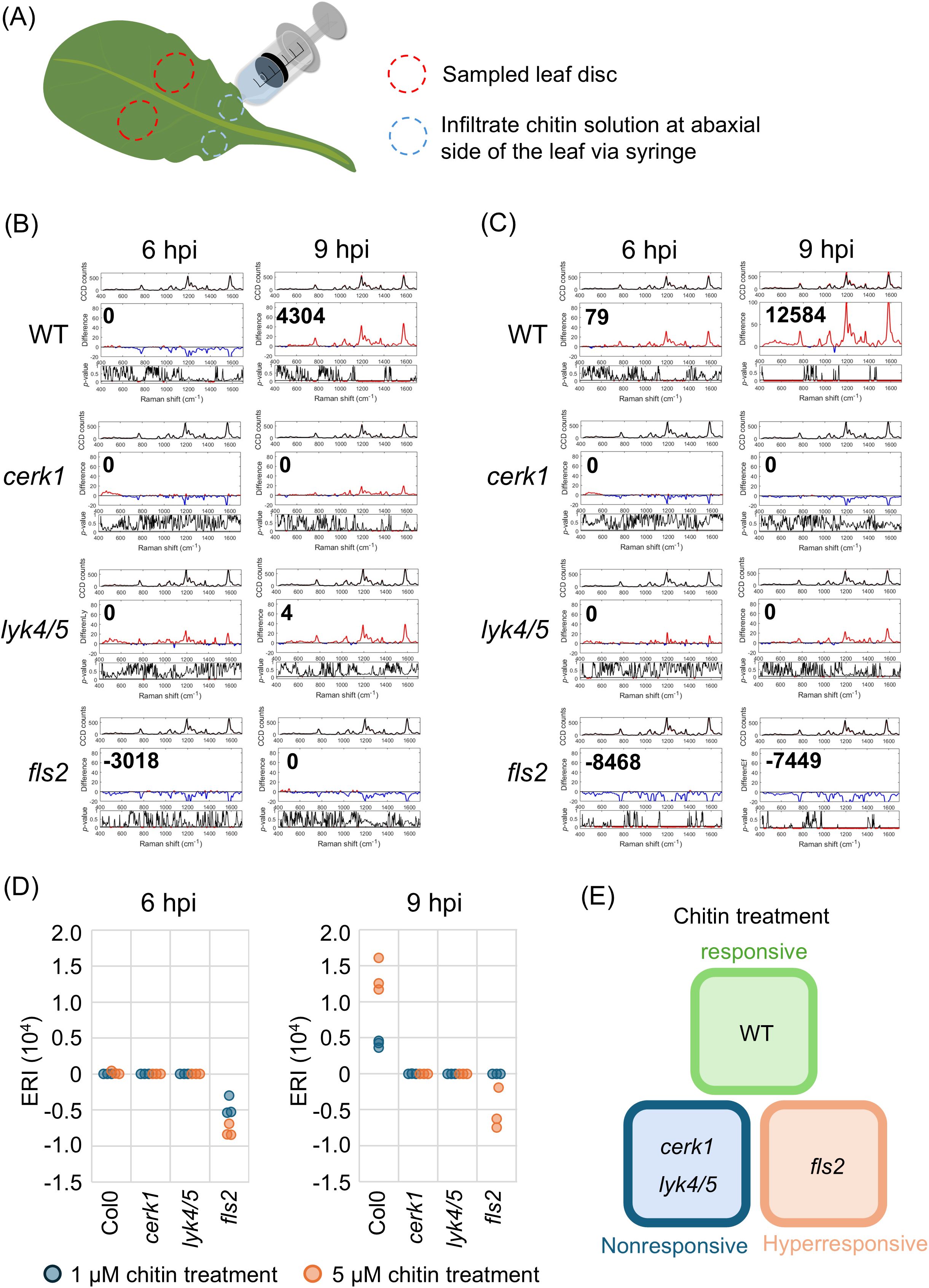 Diagram detailing chitin treatment experiments on leaves. (A) Illustration showing leaf infiltration with chitin solution and sampling. (B-C) Graphs showing Raman shift data at 6 and 9 hours post-infiltration for WT, cerk1, lyk4/5, and fls2 genotypes, indicating different responsive levels. (D) ERI data at 6 and 9 hours for two chitin treatments across genotypes. (E) Diagram categorizing genotypes as responsive (WT), nonresponsive (cerk1, lyk4/5), and hyperresponsive (fls2) to chitin treatment.