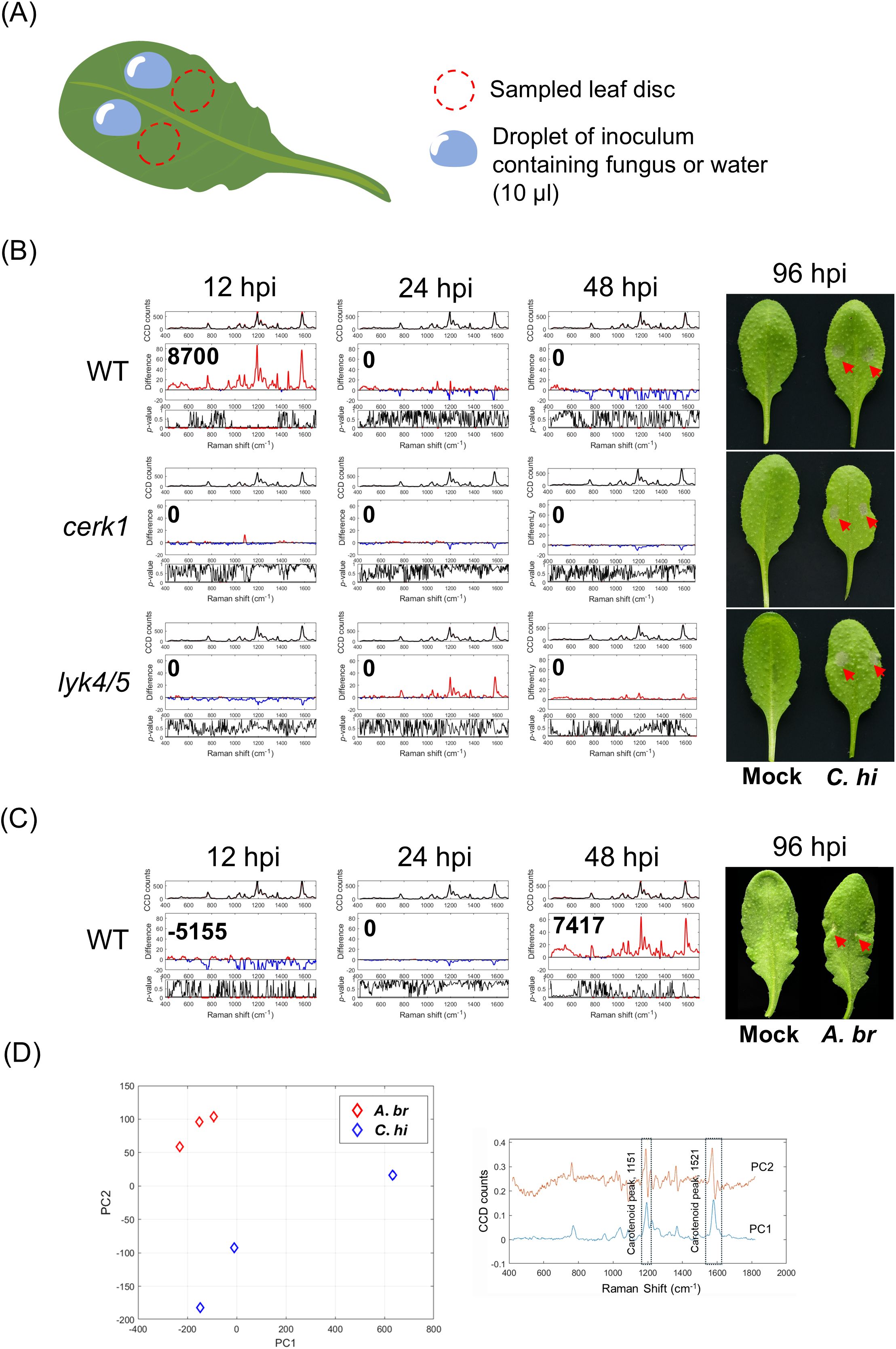 Diagram showing a leaf illustration with inoculum droplets and sampled areas. Graphs display Raman shift data at different hours post-inoculation for WT, cerk1, and lyk4/5 strains, with visual leaf images showing the symptom caused by the fungal infection at 96 hours. Panel D features a PC1 vs. PC2 plot distinguishing A. br and C. hi, alongside two Raman spectrum lines focusing on carotenoid regions.
