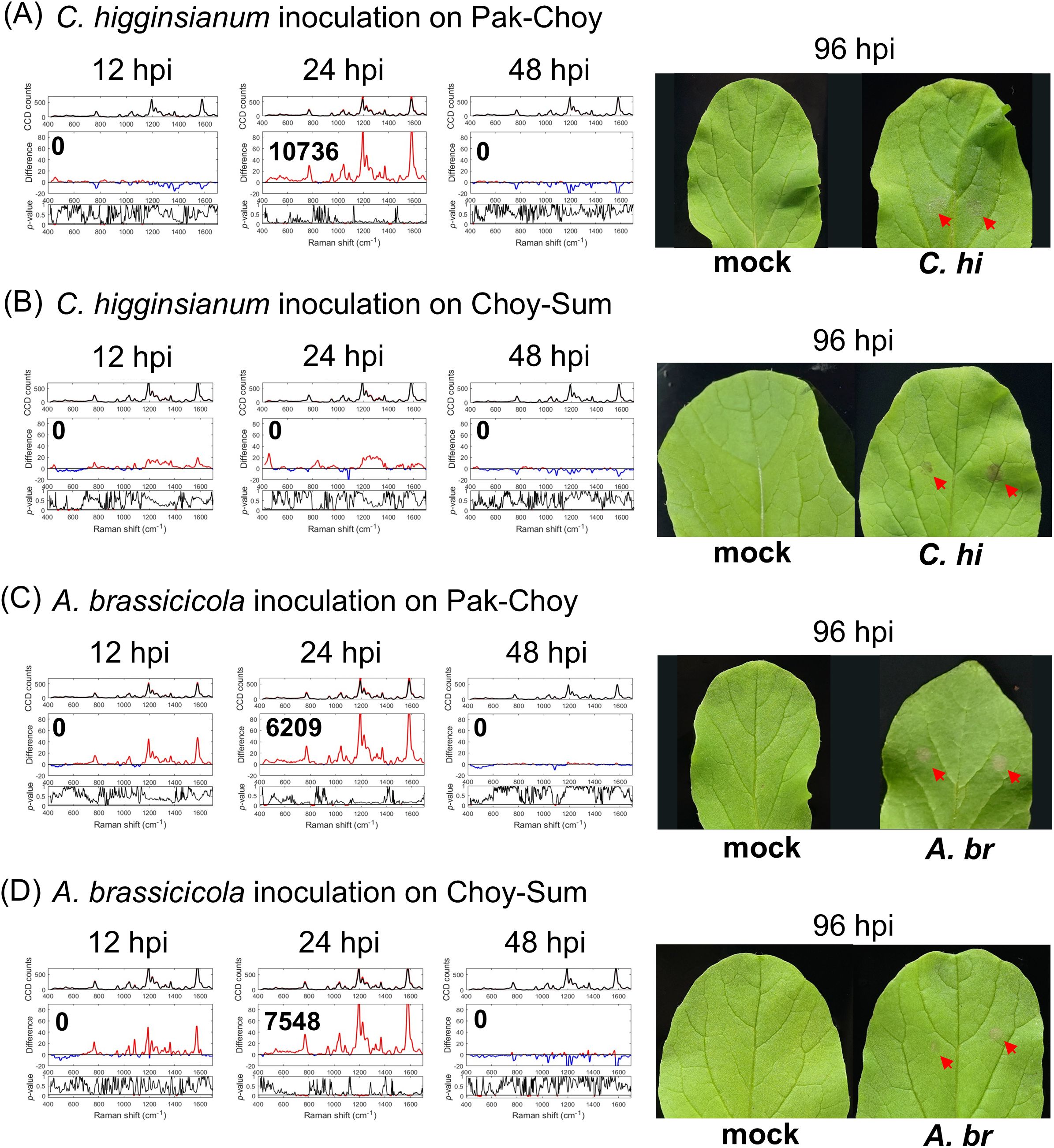 Graphs and leaf images show the effects of C. higginsianum and A. brassicicola on Pak-Choy and Choy-Sum at 12, 24, and 48 hours post-inoculation (hpi). Mock and inoculated samples at 96 hpi reveal differences in leaf appearance, with red arrows indicating changes on inoculated leaves.