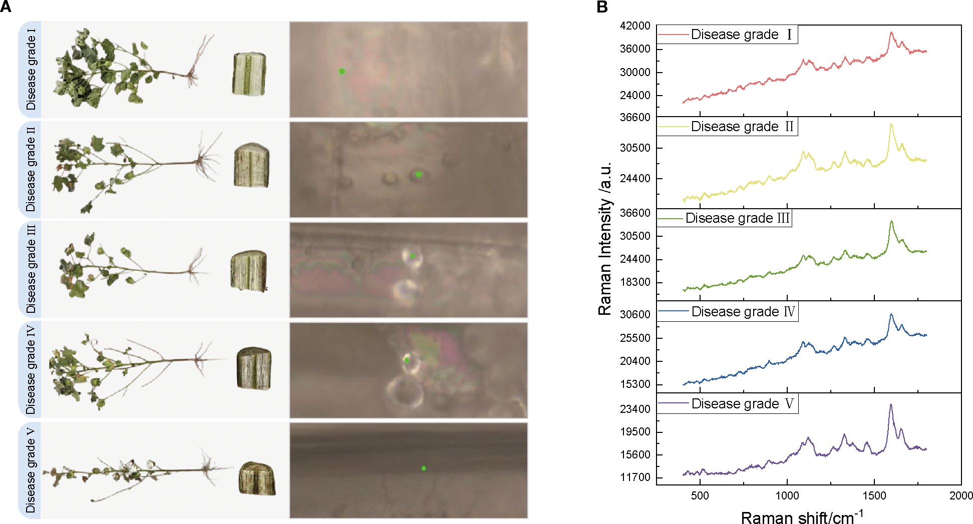 Panel A shows five images of plant stems affected by varying disease grades from I to V, accompanied by close-up cellular views. Panel B displays corresponding Raman spectroscopy graphs for each disease grade, with plots in different colors illustrating Raman intensity versus shift. The intensity increases with each disease stage.