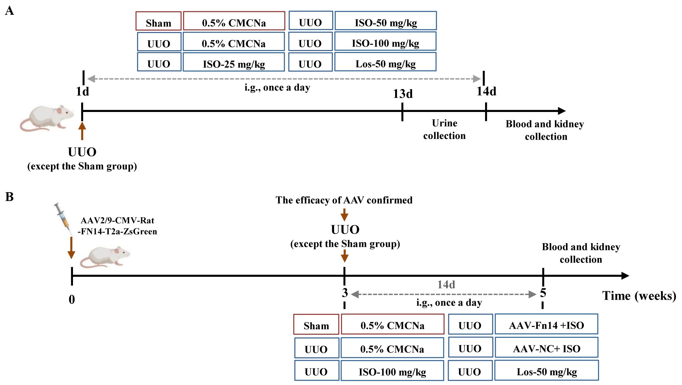Diagram illustrating experimental timelines in two panels, A and B. Panel A shows treatment groups with different dosages administered daily for 13 days, followed by urine and blood collection on days 13 and 14. Panel B depicts genetic intervention using AAV2/9-CMV-Rat-FN14-T2a-ZsGreen and starts at day 0 with treatments over 14 days. Blood and kidney collections occur at five weeks. Experimental groups include Sham, UUO with varying treatments, and a positive control.
