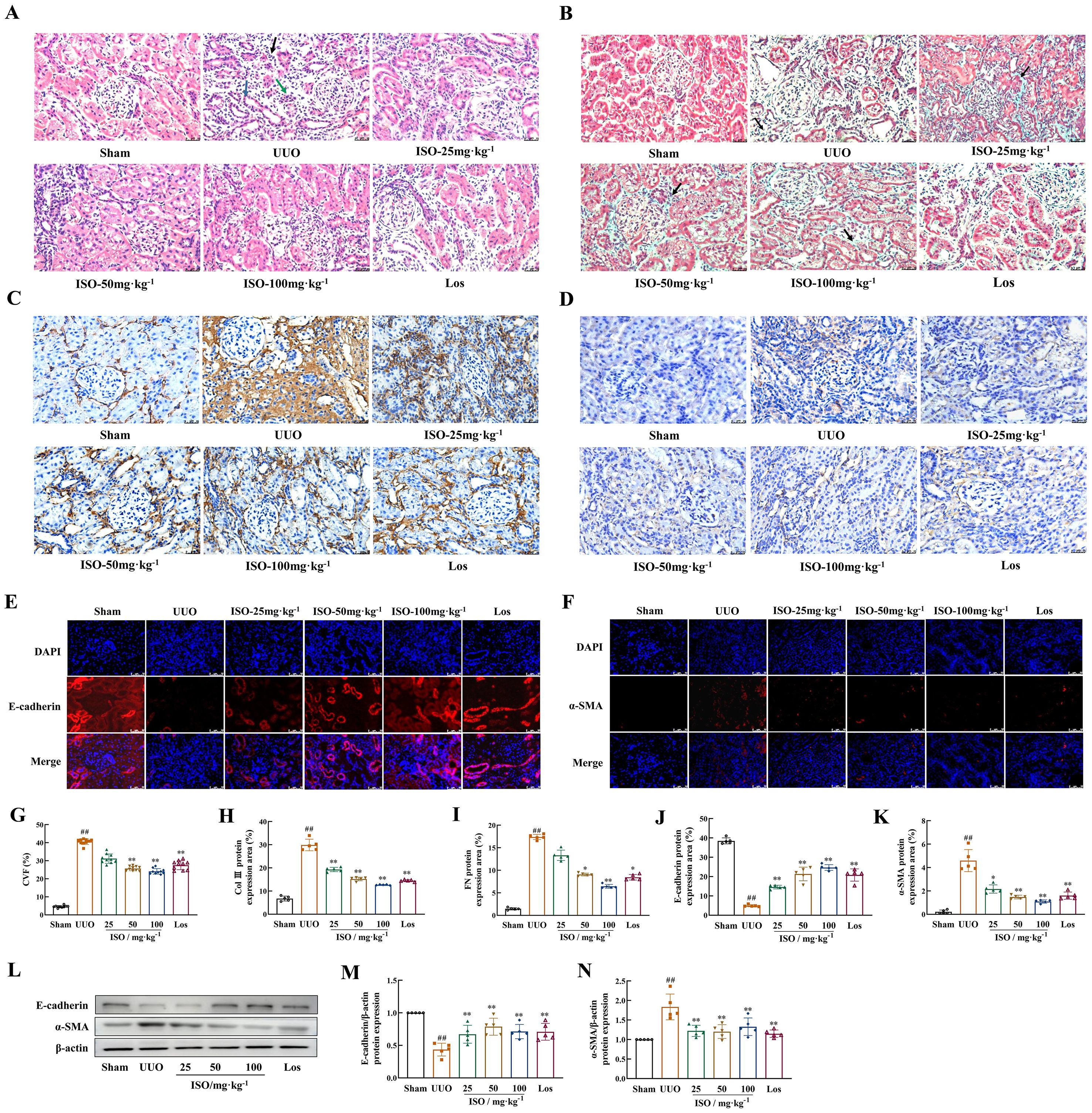 Panels A to D display microscopic images of tissue sections with different treatments, showing variations in staining patterns. Panels E and F show fluorescence microscopy images for DAPI, E-cadherin, and α-SMA with merged views. Graphs G to N depict quantified data, including expression levels and statistical significance across treatments. Panel L presents immunoblotting results for E-cadherin, α-SMA, and β-actin. Each panel is labeled according to the treatment or analysis performed, highlighting comparisons between sham, UUO, various ISO doses, and Los.