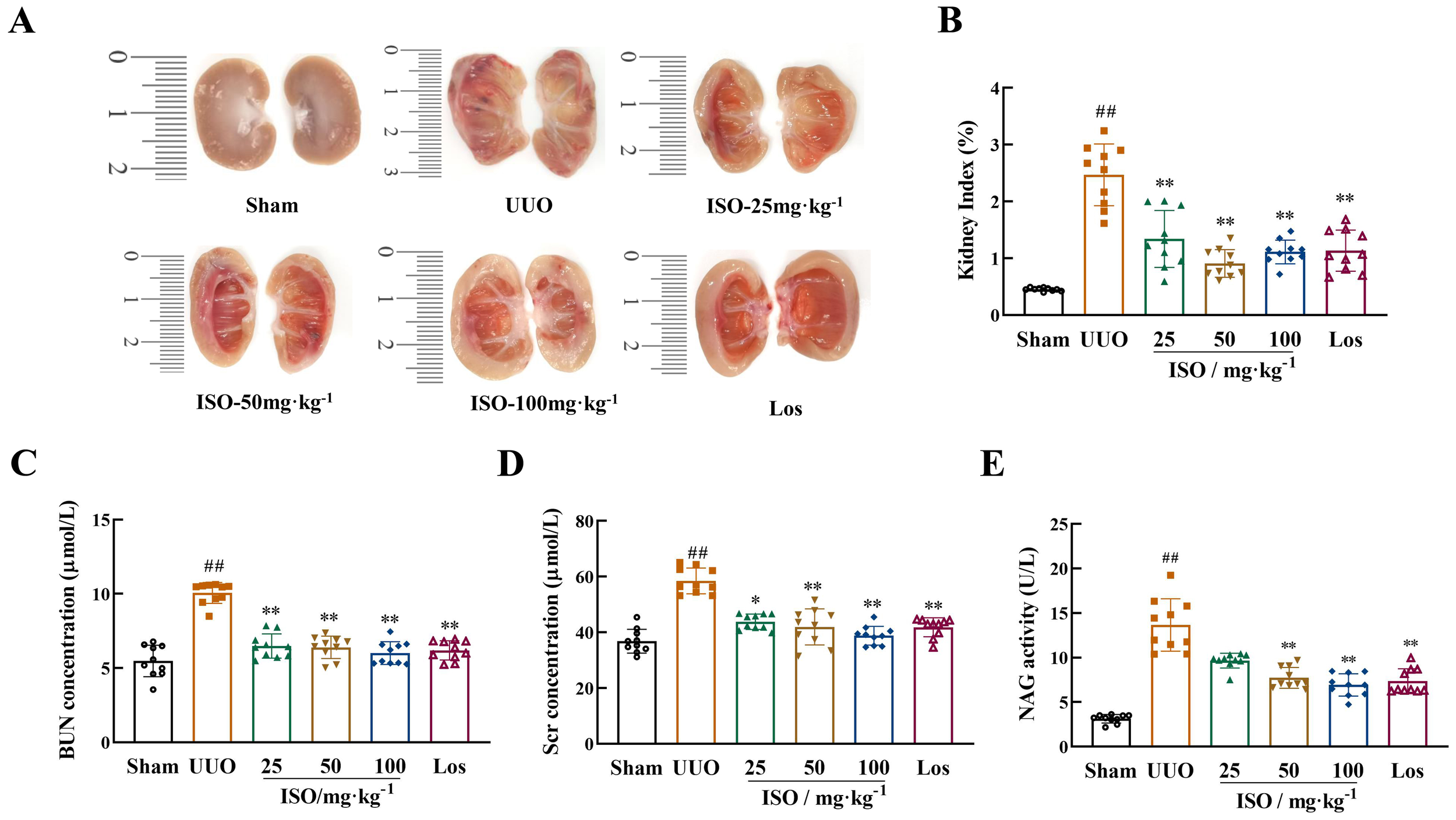 Panel A shows images of kidneys from various treatment groups: Sham, UUO, ISO at doses of 25, 50, and 100 mg·kg⁻¹, and Los. Panels B through E present bar charts indicating kidney index, BUN concentration, Scr concentration, and NAG activity across the same groups. The UUO group shows significantly higher values, marked with hash marks, while treatment groups show varied decreases, marked with asterisks.