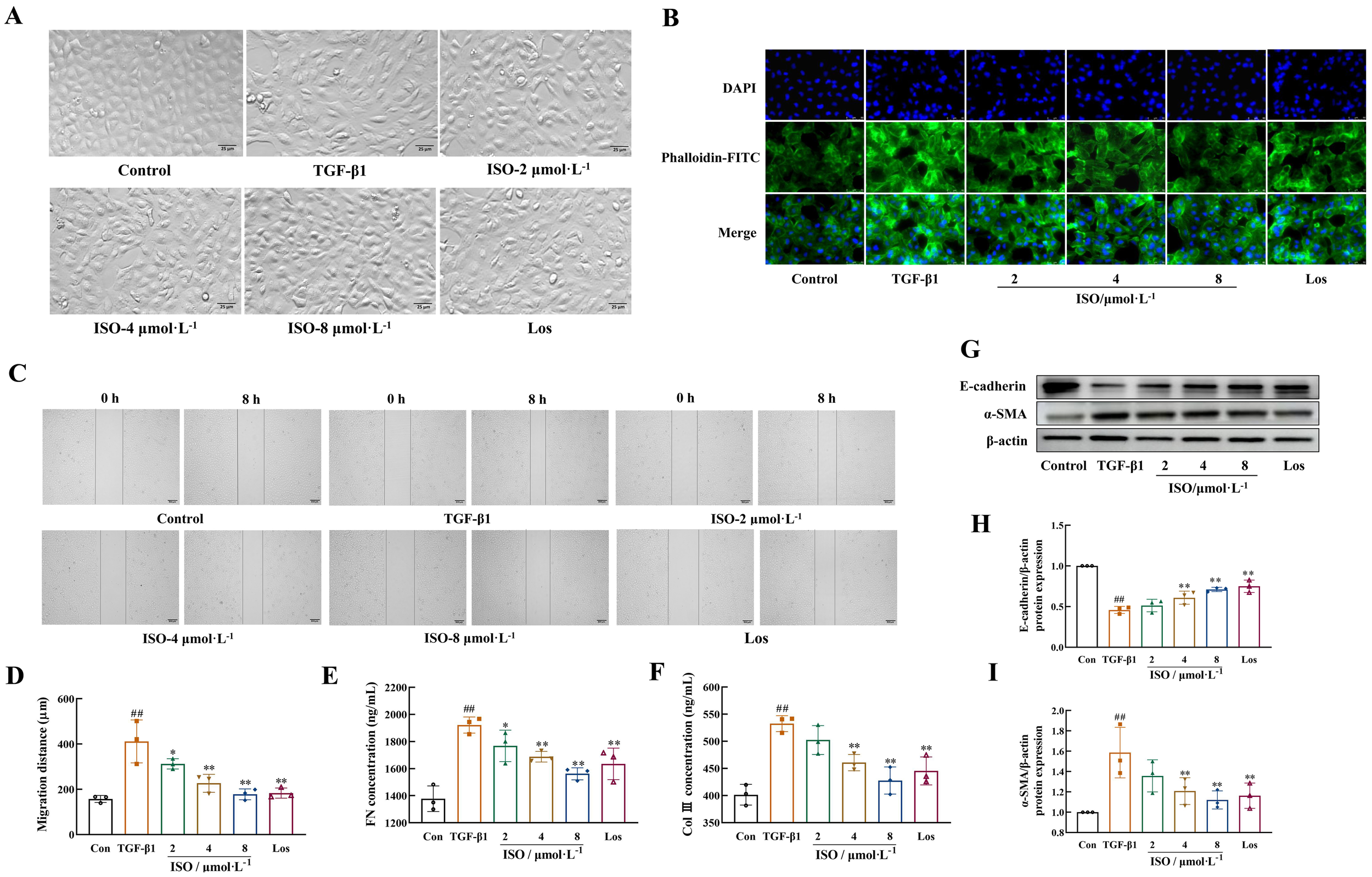 Microscopic images, fluorescence staining, cell migration assays, protein expression blots, and bar graphs. Panels A and B depict cell morphology and fluorescence staining using DAPI and Phalloidin-FITC under different treatments. Panel C shows cell migration at 0 and 8 hours. Graphs D to F illustrate migration distance and protein concentrations under various treatments. Panel G provides protein expression of E-cadherin, α-SMA, and β-actin. Graphs H and I display quantitative analysis of protein levels. Treatments include Control, TGF-β1, ISO at different concentrations, and Los.