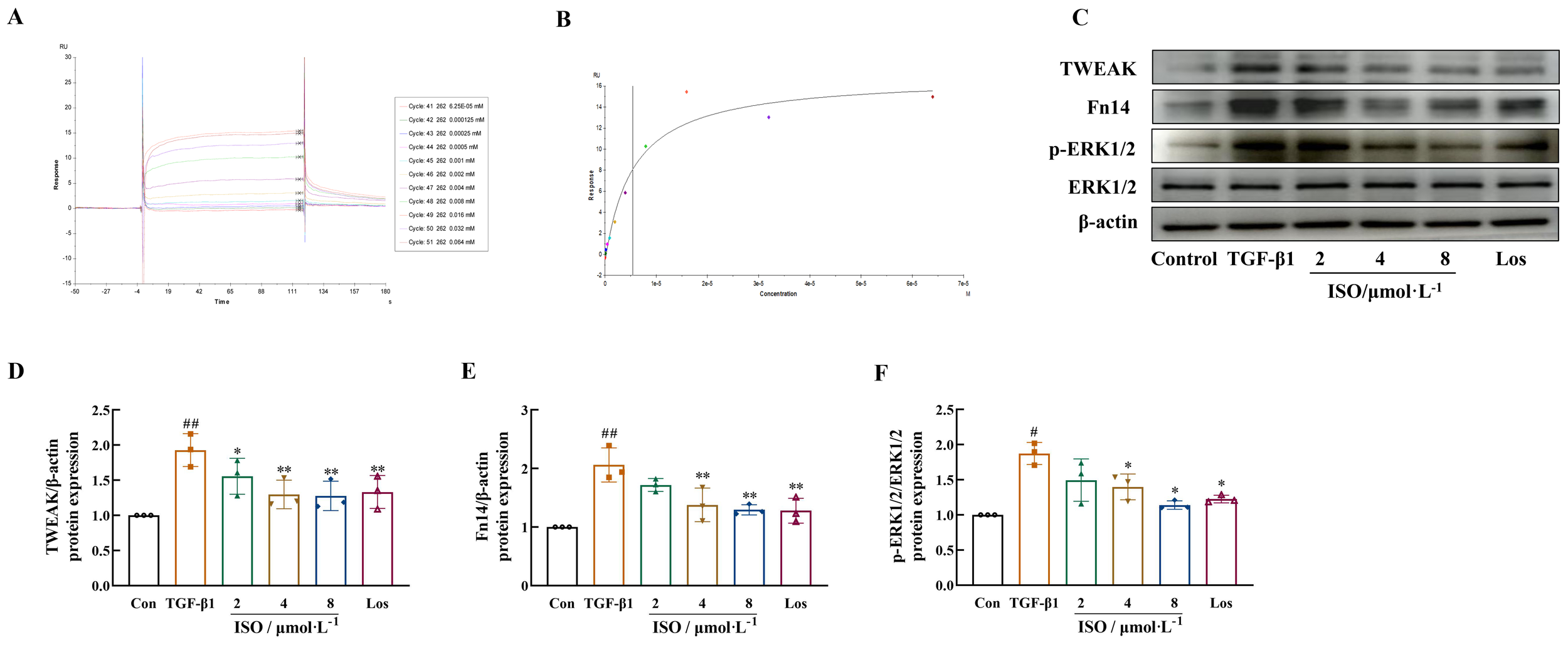 Graphs and images display molecular data. Panel A shows a response over time in resonance units across different cycles. Panel B is a plot of response versus concentration. Panel C contains Western blot images for TWEAK, Fn14, p-ERK1/2, ERK1/2, and β-actin under various conditions. Panels D, E, and F present bar graphs comparing protein expressions of TWEAK, Fn14, and p-ERK1/2, respectively, normalized to β-actin, with conditions labeled as Control, TGF-β1, and ISO at 2, 4, 8 µmol/L, and Los. Statistical significance is indicated with asterisks and hash symbols.
