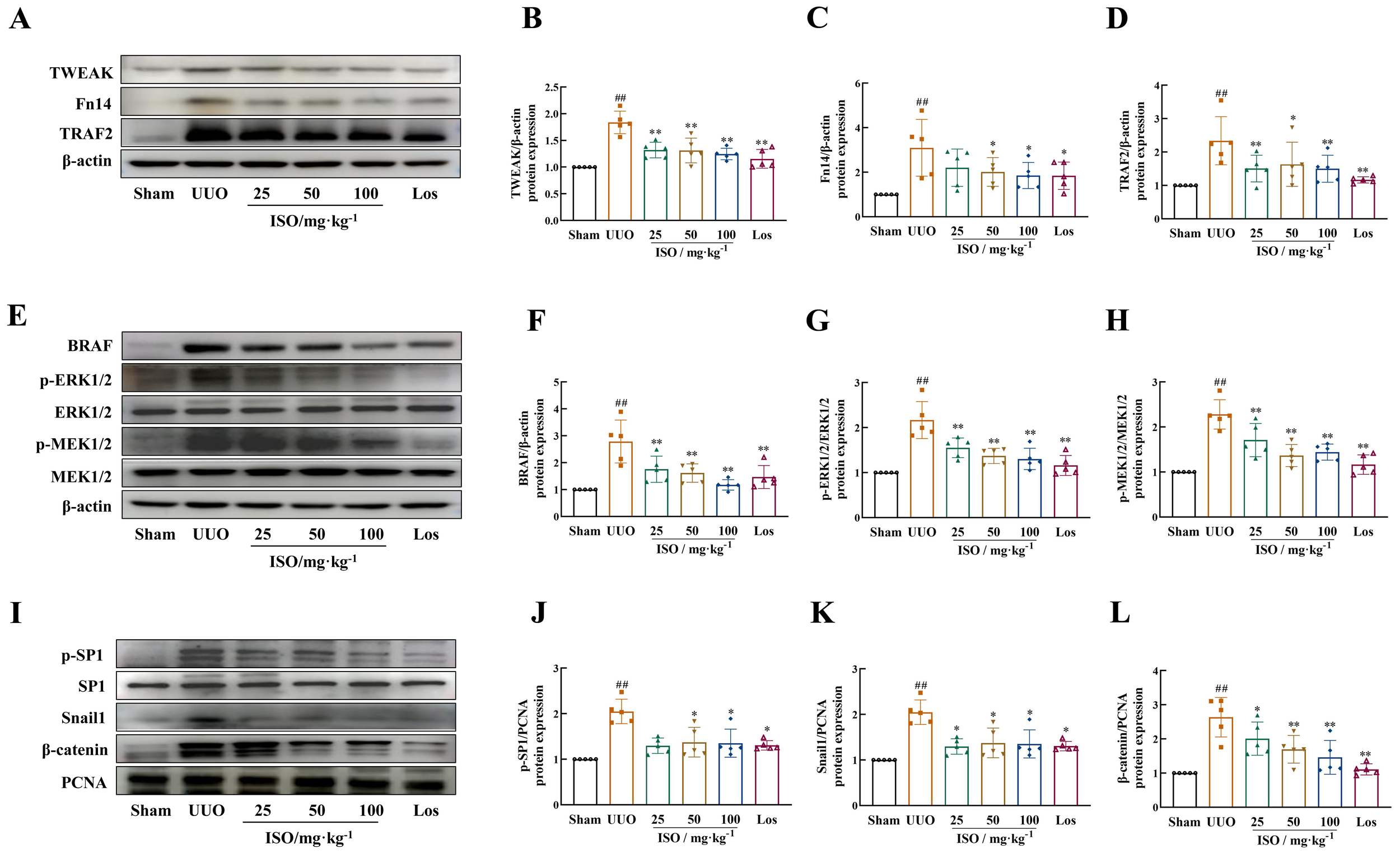 Western blot analysis and bar graphs illustrating protein expression levels in different treatment groups. Panel A shows TWEAK, Fn14, and TRAF2 expressions with corresponding bar graphs B, C, and D for their quantifications. Panel E displays BRAF, p-ERK1/2, ERK1/2, p-MEK1/2, and MEK1/2, with F, G, and H showing quantifications. Panel I shows p-SP1, SP1, Snail1, β-catenin, and PCNA, with bar graphs J, K, and L for quantifications. Treatments include Sham, UUO, ISO at different doses, and Los. Expressions are normalized to β-actin or PCNA. Statistical significance is noted with symbols.