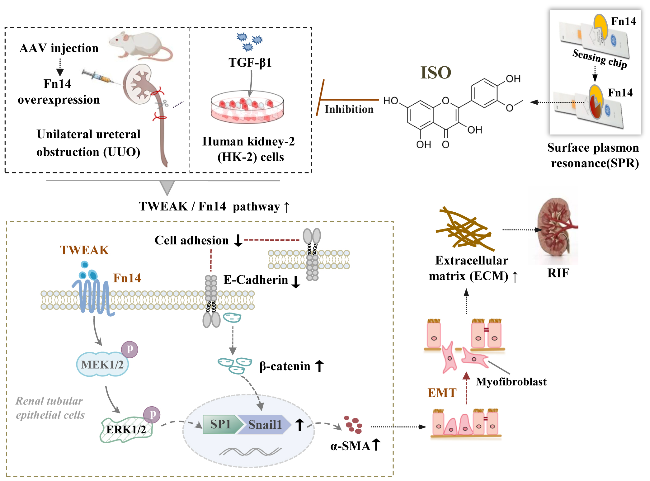 Diagram illustrating the TWEAK/Fn14 signaling pathway's role in renal fibrosis. It shows AAV injection in a rat causing Fn14 overexpression and unilateral ureteral obstruction. TGF-β1 is applied to HK-2 cells. ISO inhibits Fn14 interaction shown via surface plasmon resonance. The pathway increases cell adhesion loss, E-Cadherin reduction, and β-catenin rise, leading to ECM increase and renal interstitial fibrosis. The process involves epithelial-mesenchymal transition (EMT), with cells transitioning to myofibroblasts, increasing α-SMA, and ongoing fibrosis.