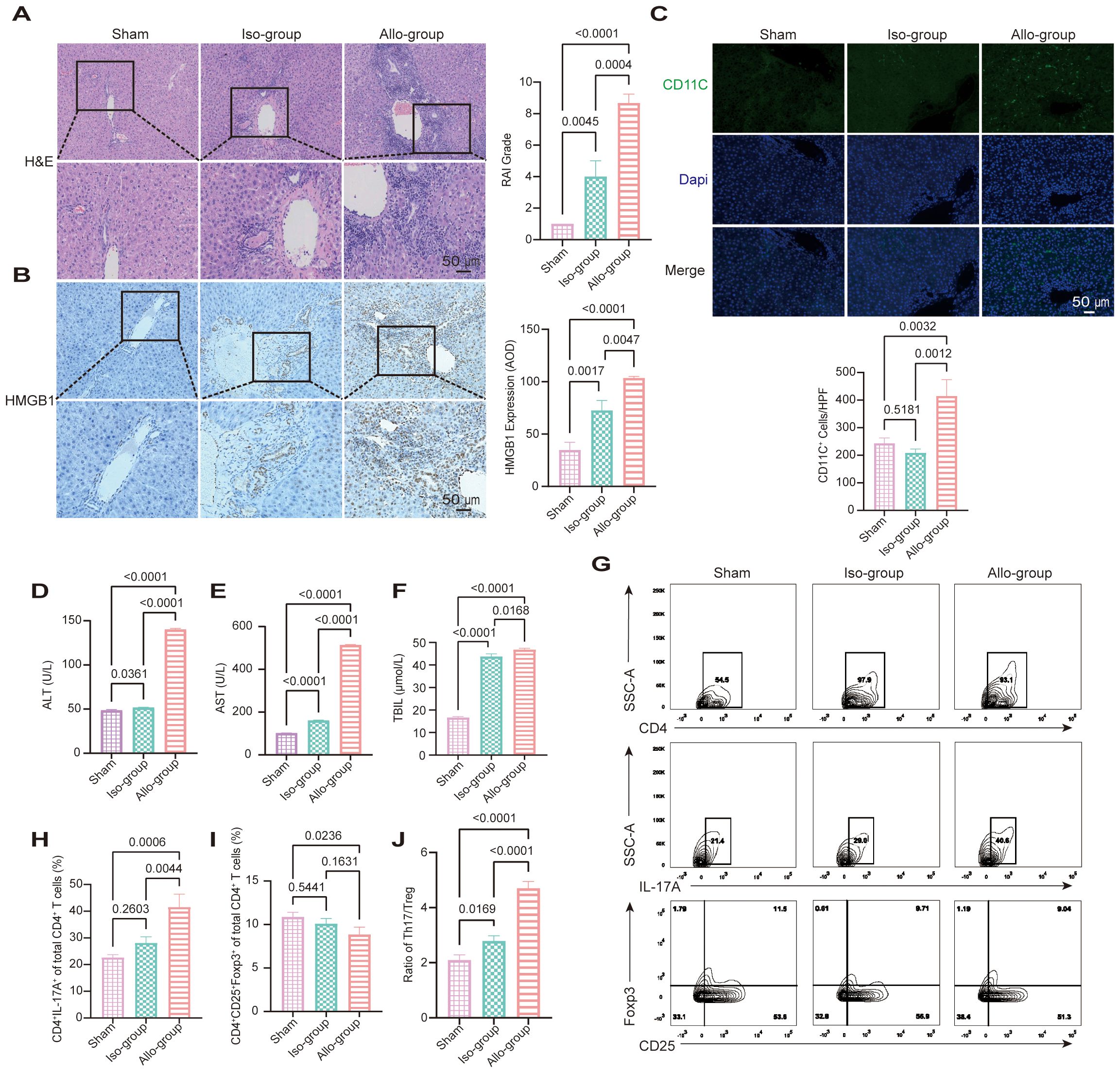 Histological and flow cytometry analysis of liver samples. Panel A shows H&E staining comparing Sham, Iso-group, and Allo-group, with bar graph indicating RAI grade. Panel B presents HMGB1 staining with expression levels shown in the bar graph. Panel C illustrates immunofluorescence images with CD11C and DAPI markers, and the associated cell count bar graph. Panels D to J display bar graphs of ALT, AST, Tbil levels, and various CD4+ T cell subtypes across groups. Panel G contains flow cytometry plots of CD4, IL-17A, and CD25 expressions. Statistical significance is annotated.