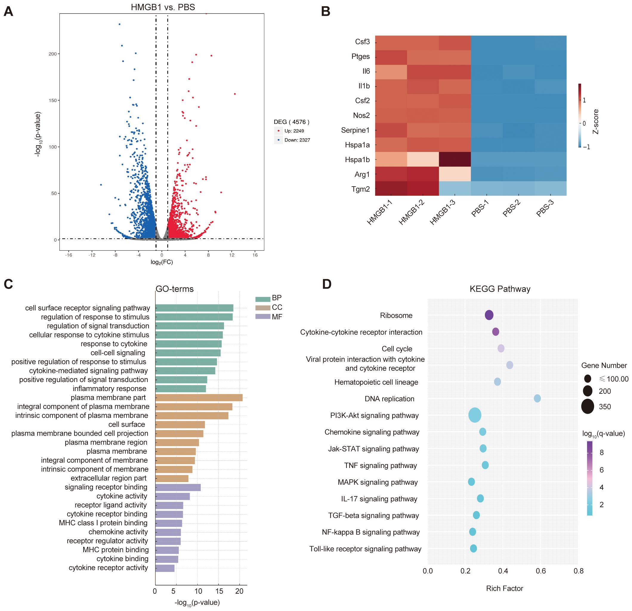 Volcano plot showing differentially expressed genes between HMGB1 and PBS, with 4,576 genes identified (2,289 upregulated, 2,287 downregulated). Heatmap of gene expression Z-scores for selected genes, showing variations between conditions. Bar graph of GO terms categorized by BP (biological process), CC (cellular component), and MF (molecular function) for gene enrichment analysis. Bubble chart of KEGG Pathways depicting pathways like ribosome, cell cycle, and signaling pathways with bubble size indicating gene number and color indicating significance level (-log10(q-value)).