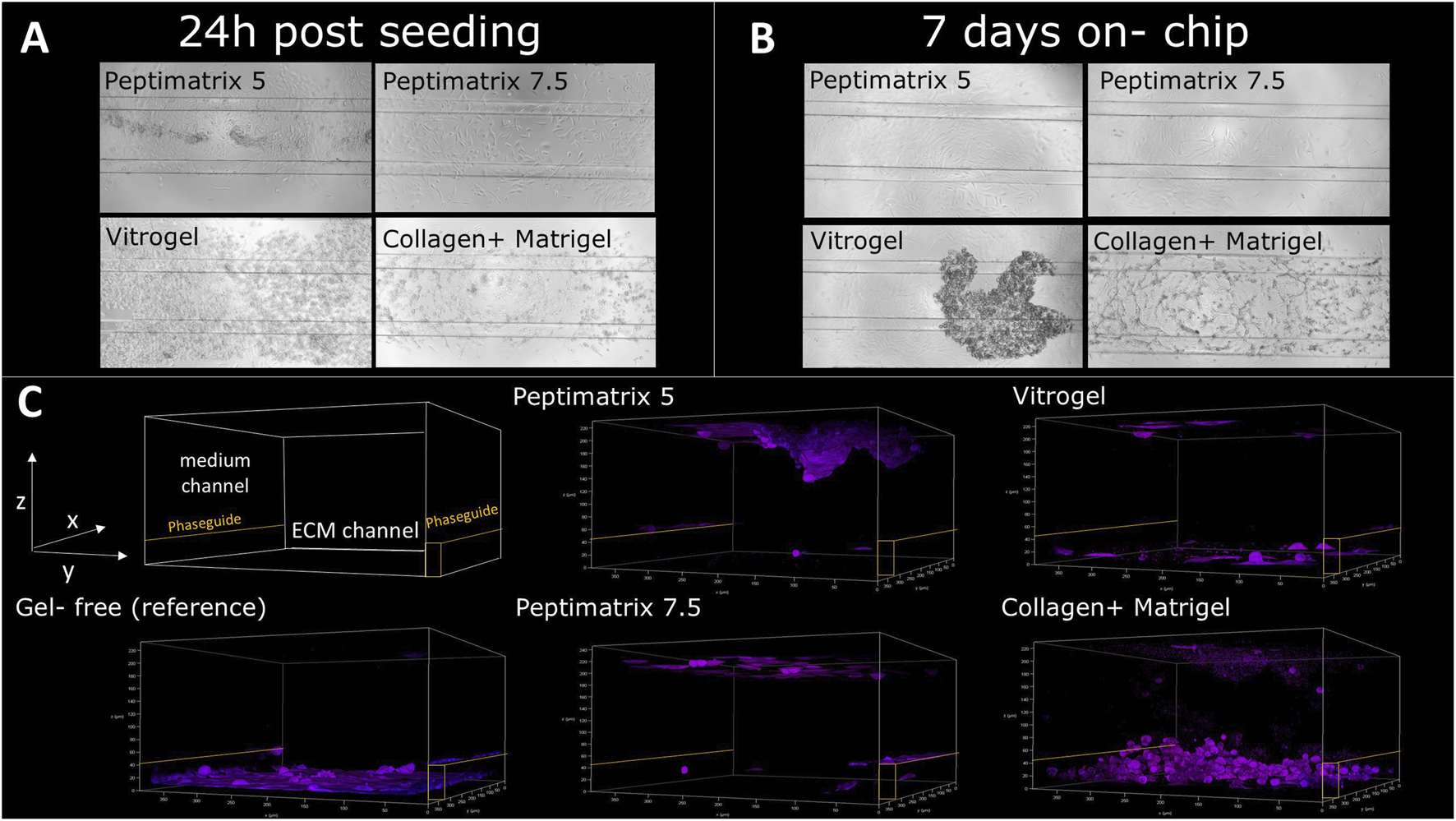 Microscopic images and 3D renderings show cell behavior on the OrganoPlate. Panel A displays cell distribution at 24 hours post-seeding on Peptimatrix 5, Peptimatrix 7.5, Vitrogel, and Collagen + Matrigel. Panel B shows the same after seven days on-chip. Panel C presents 3D models of cells in different hydrogels, highlighting medium and ECM channels with notable cell growth in Vitrogel and Collagen + Matrigel.