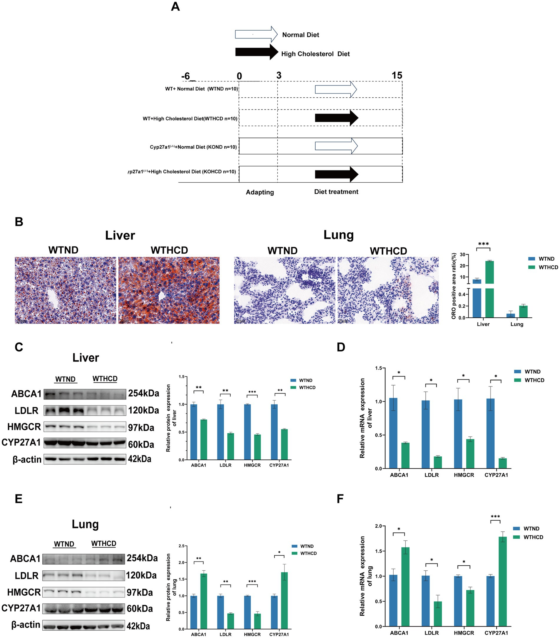 Diagram illustrating a study on the effects of diet on normal and high cholesterol groups. Panel A shows a timeline of diet intervention. Panels B-F present liver and lung tissue analysis through histology and protein expression. Panels C and E show Western blot results for proteins ABCA1, LDLR, HMGCR, and CYP27A1 in liver and lung tissues, respectively, with significant differences indicated. Panels D and F display relative mRNA expression levels, with significant changes marked. Graphs compare normal diet (WTND) versus high cholesterol diet (WTHCD) effects.