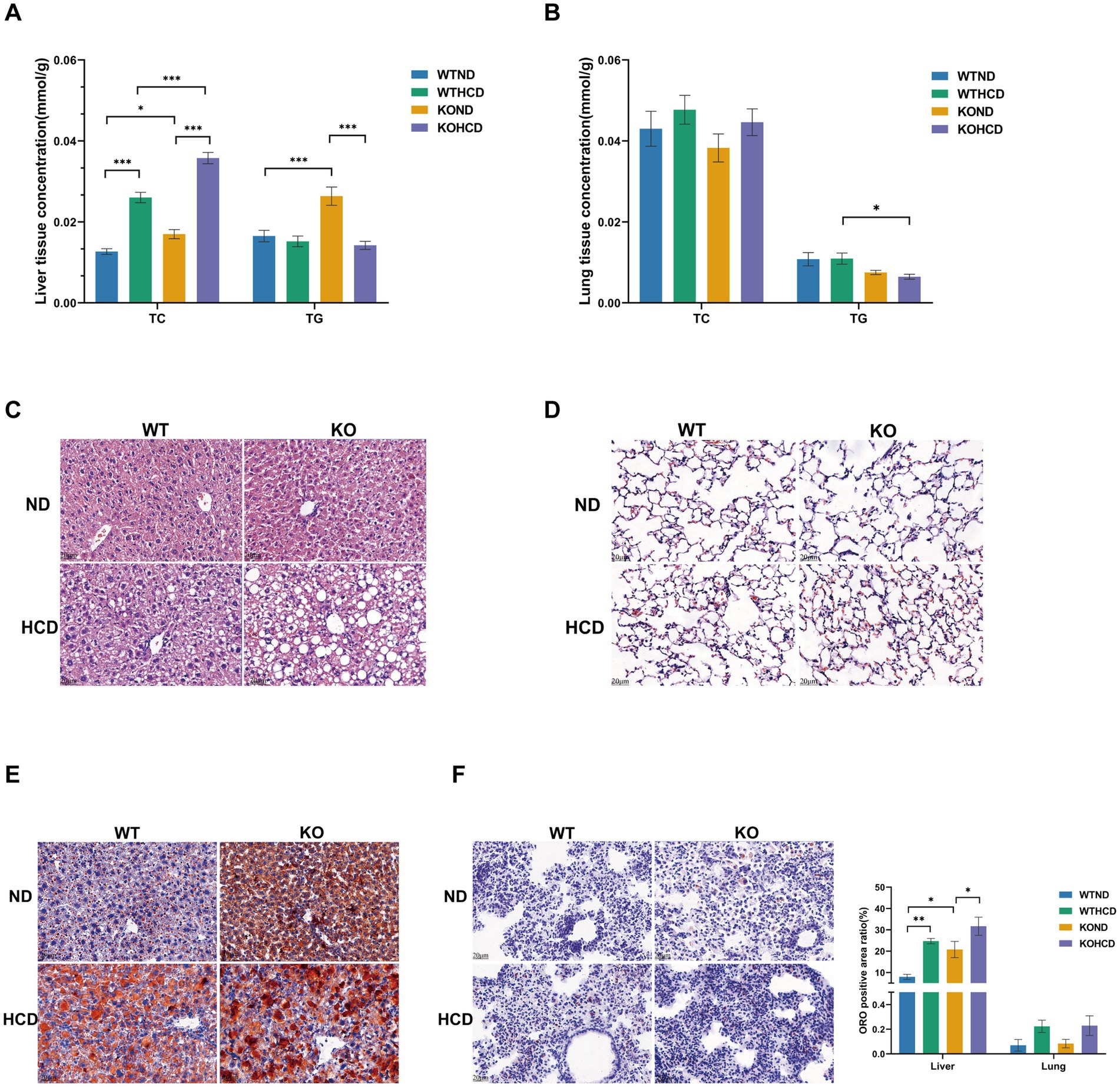 Graphs and histology images depict liver and lung tissue analysis. A and B display liver and lung tissue concentrations of TC and TG across different conditions. C and E show liver histology with varying diet and genotype. D and F depict lung histology under similar conditions. Statistical significance is highlighted.