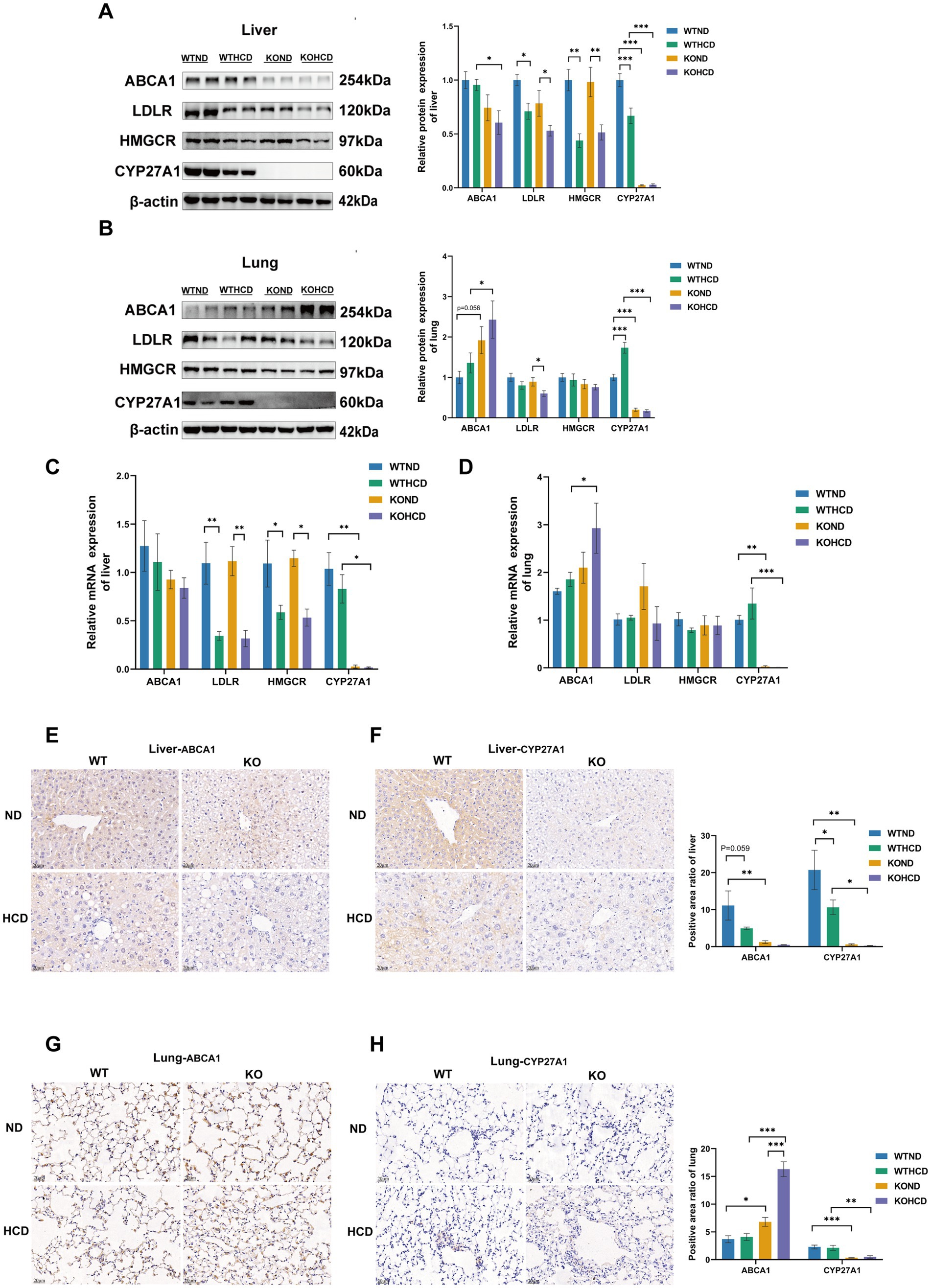 Western blot, bar graph, and immunostaining images show protein and mRNA expression levels of ABCA1, LDLR, HMGCR, and CYP27A1 in liver and lung tissues from different groups: WTND, WTHCD, KOND, and KOHCD. Panels A and B display protein expressions with corresponding bar graphs. Panels C and D depict relative mRNA expressions. Panels E-H show immunostaining of liver and lung tissues for ABCA1 and CYP27A1, with bar graphs indicating positive area ratios. Significant differences between groups are marked by asterisks.