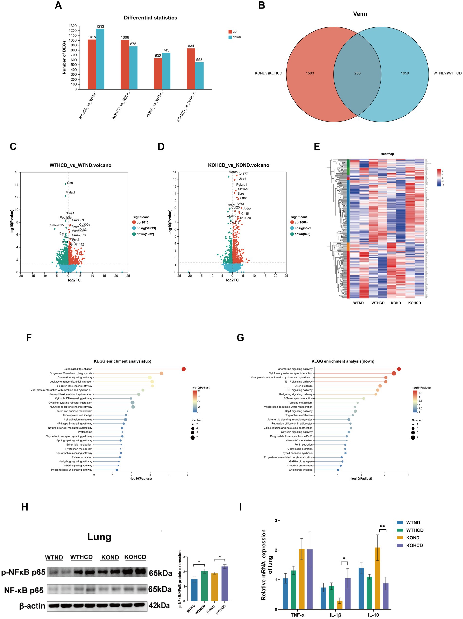 A composite image showing multiple data visualizations and analyses. Panel A displays a bar graph of differential statistics with red and blue bars indicating up and down-regulated genes across different comparisons. Panel B features a Venn diagram showing overlapping and unique gene expressions between two conditions with 1,593 and 1,959 unique, and 288 shared. Panels C and D present volcano plots illustrating significant gene expressions with marked up and down-regulations. Panel E is a heatmap displaying the expression patterns of various genes. Panels F and G depict KEGG pathway enrichment analyses for up and down-regulated genes. Panel H shows a Western blot analysis for lung samples with quantitative data, and Panel I illustrates a bar graph of relative mRNA expression levels in the lung for TNF-alpha, IL-1beta, and IL-10, with statistical significance indicated.