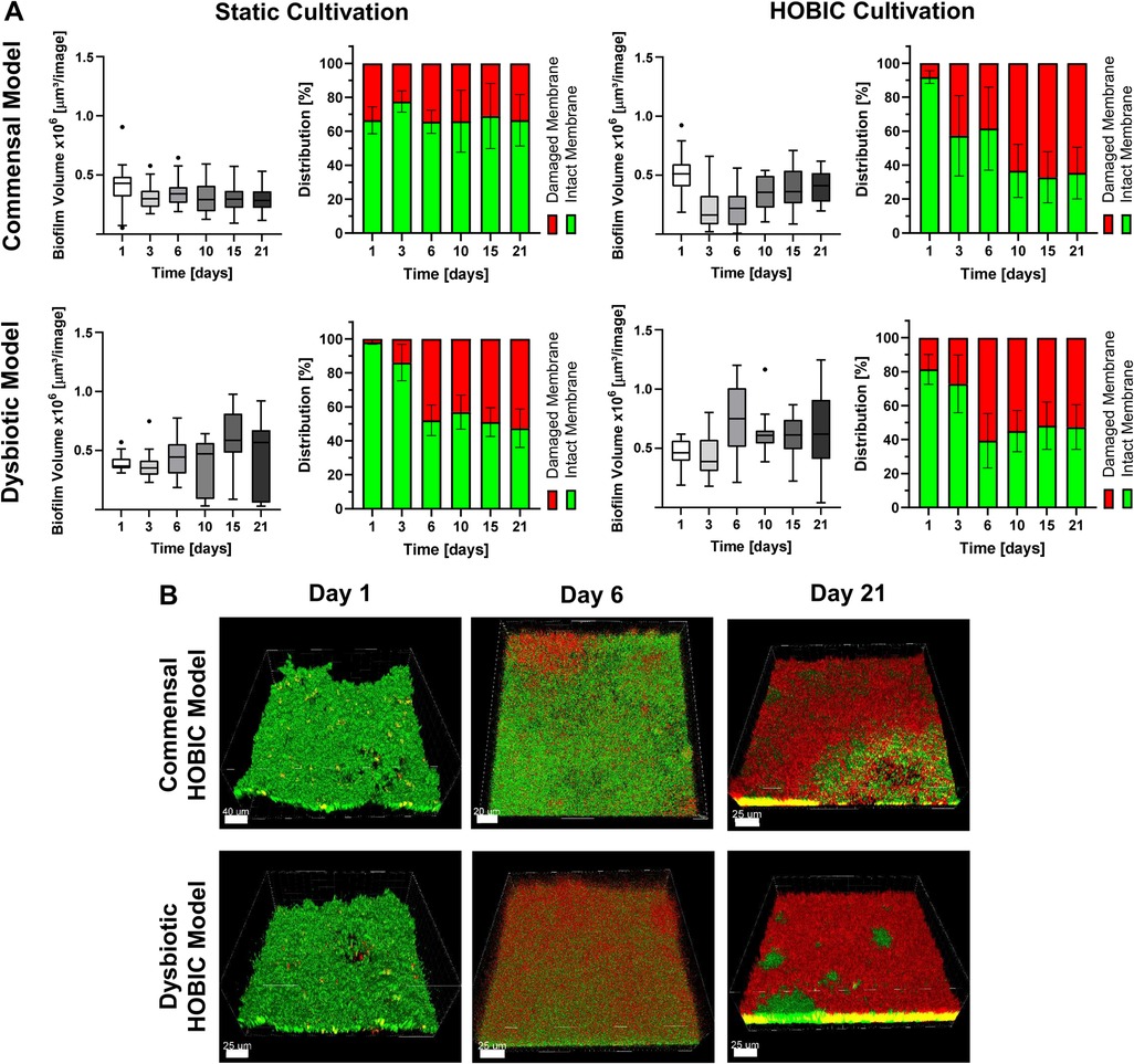 Graphs and images show biofilm development in commensal and dysbiotic models under static and HOBIC cultivation over 21 days. Part A depicts box plots and bar graphs of biofilm volume and membrane distribution percentages. Part B displays microscopic images of biofilm at days 1, 6, and 21, highlighting green intact and red damaged areas.