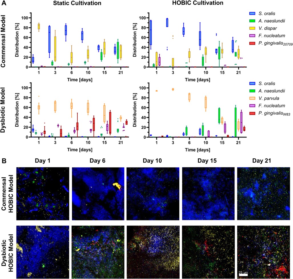 Panel A displays four graphs showing microbial distribution percentages over time under static and HOBIC cultivation for commensal and dysbiotic models. B shows fluorescence images comparing microbial communities on Days 1, 6, 10, 15, and 21 for both models, with varying colors indicating different microbial species.