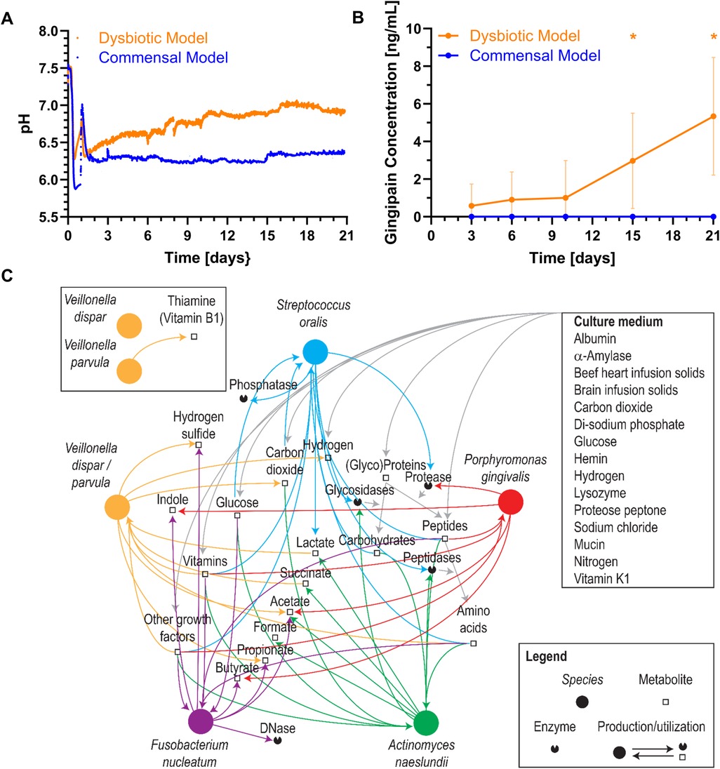 Graphical representation of a study on dysbiotic and commensal models over 21 days. Panel A shows pH levels; the dysbiotic model is higher than the commensal. Panel B shows gingipain concentration, with the dysbiotic model increasing while the commensal remains low. Panel C depicts metabolic interactions among oral bacteria and various compounds, illustrating nutrient exchanges and enzymatic activities. Legends clarify species, metabolites, and culture medium components.