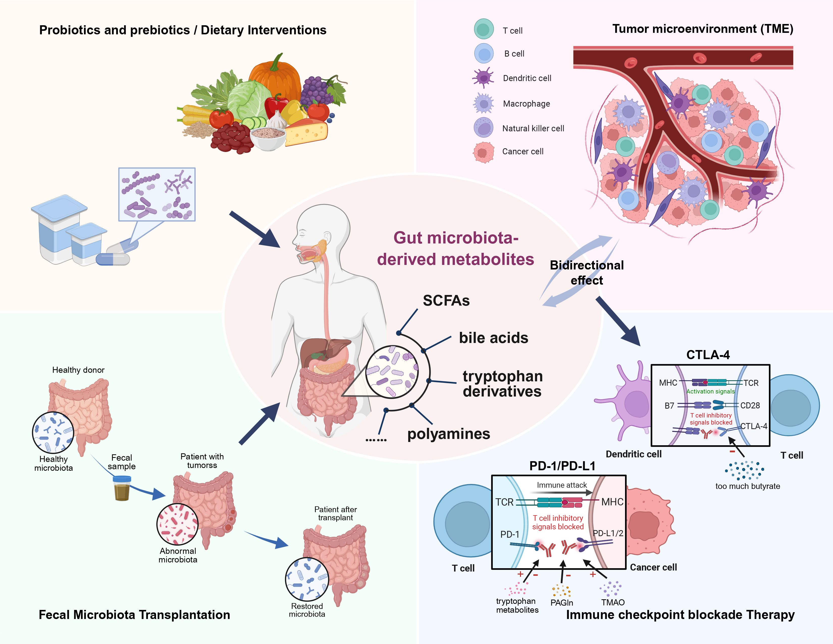 Diagram illustrating the influence of gut microbiota-derived metabolites on health. Dietary interventions and fecal microbiota transplantation are shown as methods to alter gut microbiota. Tumor microenvironment, immune checkpoint blockade therapy, and their interactions with gut metabolites are depicted. Key elements include probiotics, prebiotics, immune cells, cancer cells, and metabolites such as SCFAs and bile acids, highlighting bidirectional effects.