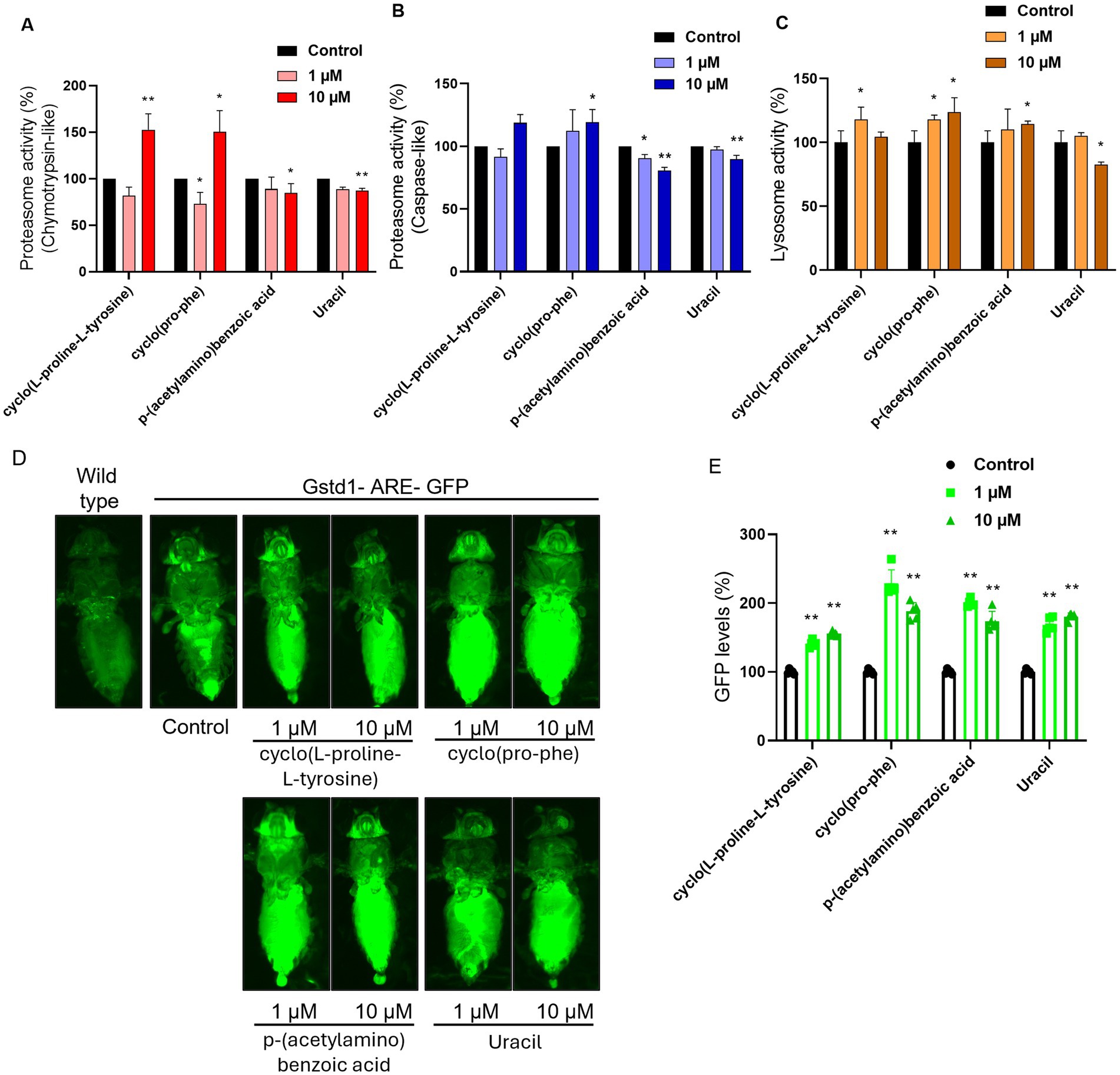 Bar charts (A, B, and C) display proteasome and lysosome activity under different treatments, highlighting variations with different concentrations. D shows GFP-tagged images of flies under various treatments. E is a bar chart showing GFP levels in response to treatments. Charts use different colors and symbols to denote treatment concentrations and significance.