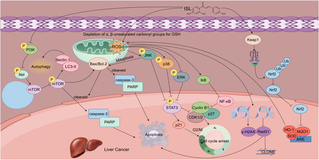 Diagram illustrating the molecular pathways involved in oral cancer, focusing on the effects of isoliquiritigenin. It shows interactions with ABCG2, GRP78, β-catenin, ROS production, caspase activation, and nuclear apoptosis. The diagram also highlights chemoresistance reversal, ECM degradation, and cell cycle phases influenced by proteins like CDK1, ATM, and ATR. Chemical and signaling pathways are labeled, connected by arrows representing activations or inhibitions.