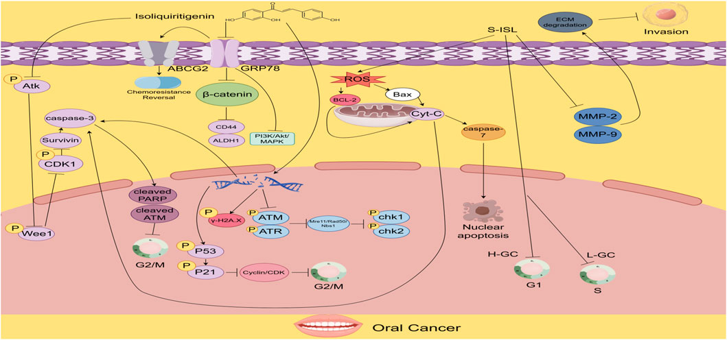 Diagram illustrating cellular pathways involved in gastric cancer. Includes components like CAFs, ECM, and EMT activation, various proteins (CD24, GRP78), and processes like glucose uptake, glycolysis, lactate production, DNA damage, and apoptosis. Highlights roles of ISL and ISL-17 in modulating pathways, with emphasis on mitochondrial dysfunction, ROS generation, autophagy activation, and mitochondrial apoptosis contributing to cancer progression.